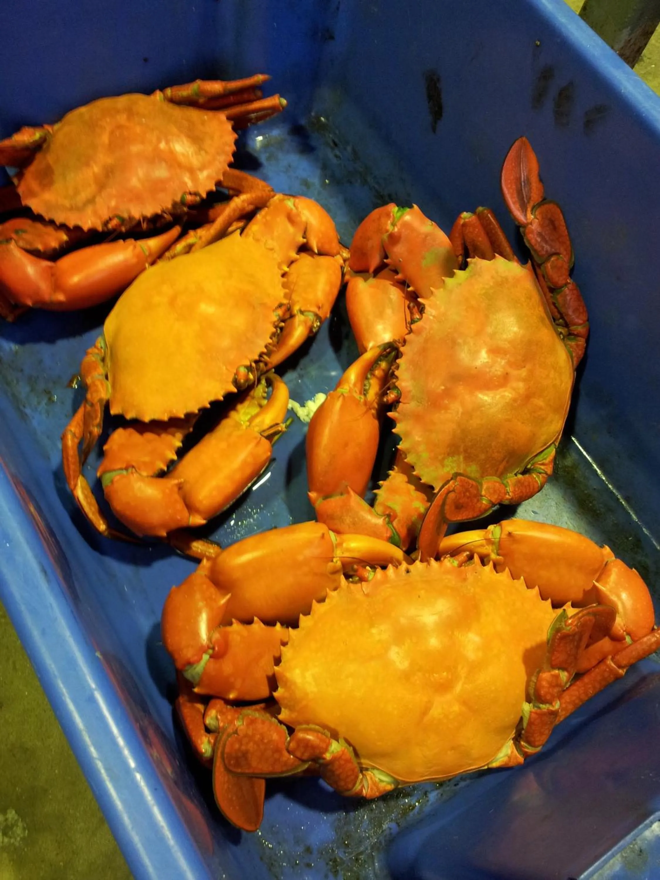 Seaforth Holiday Units