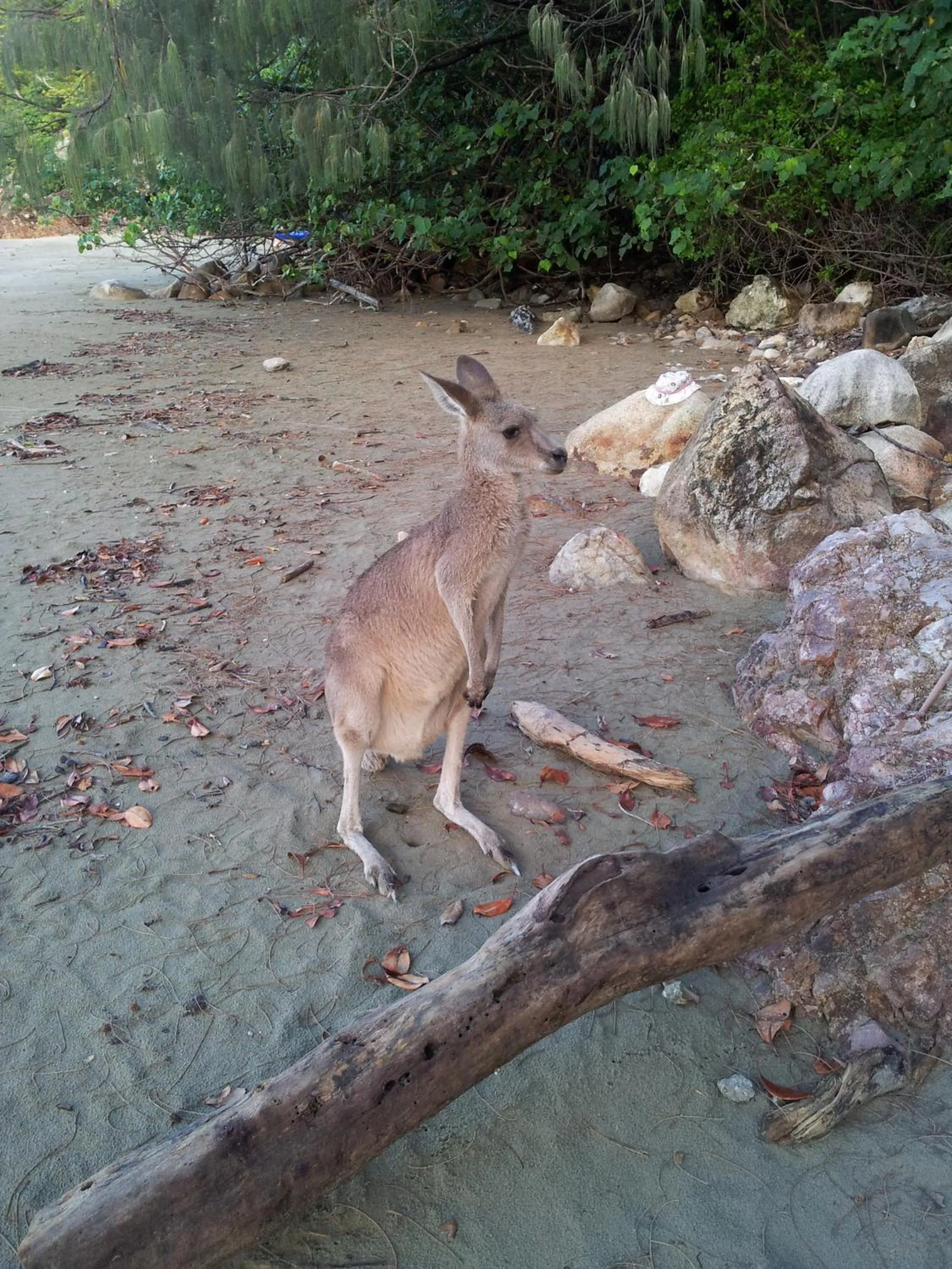 Seaforth Holiday Units