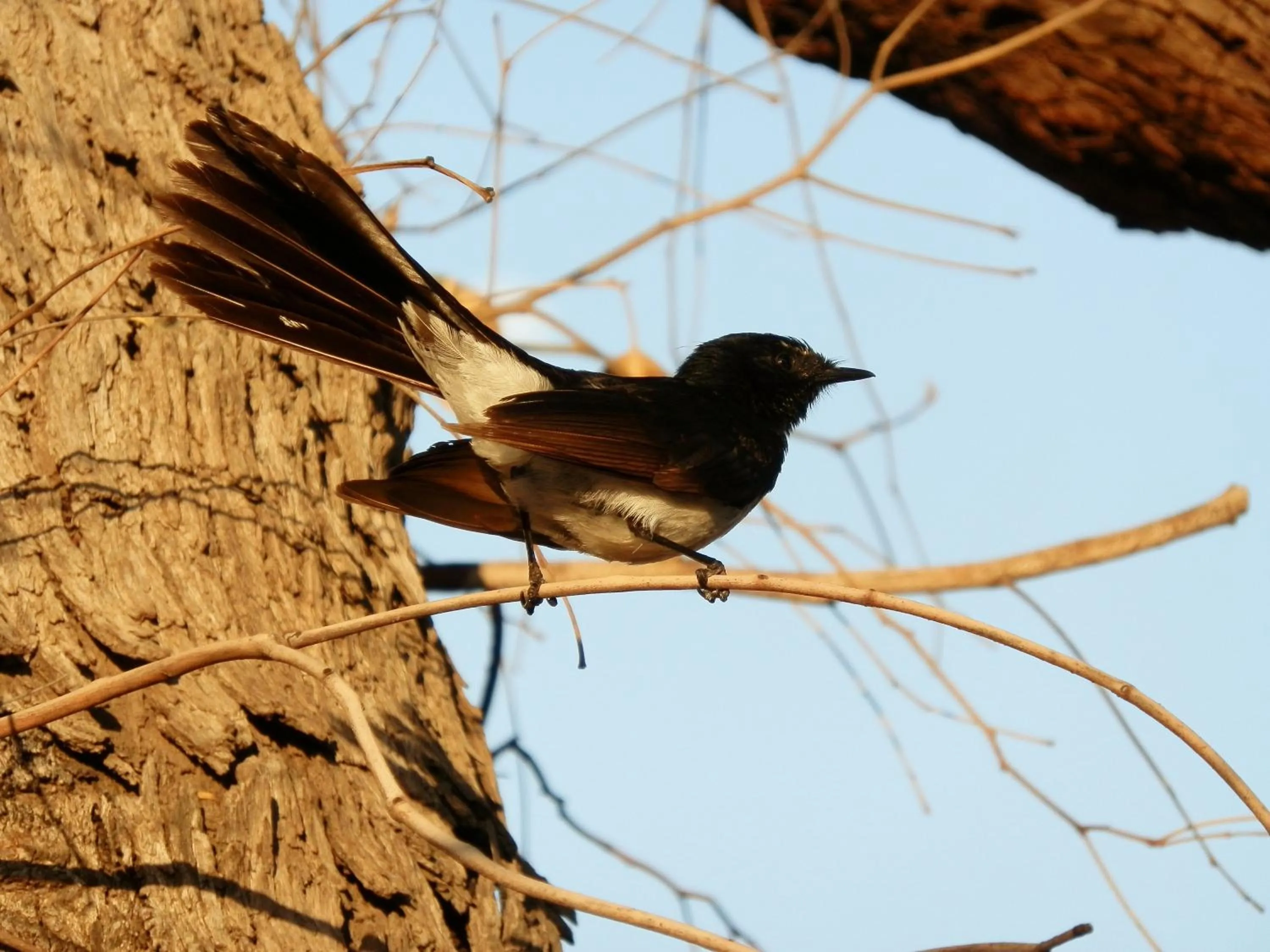 Animals in Jurien Bay Tourist Park