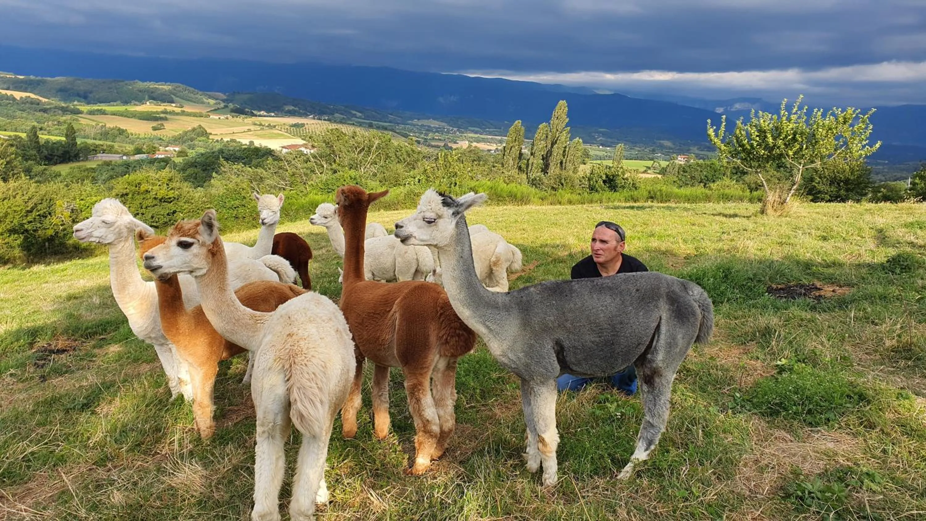 ALPAGAS DU DOMAINE MAEL