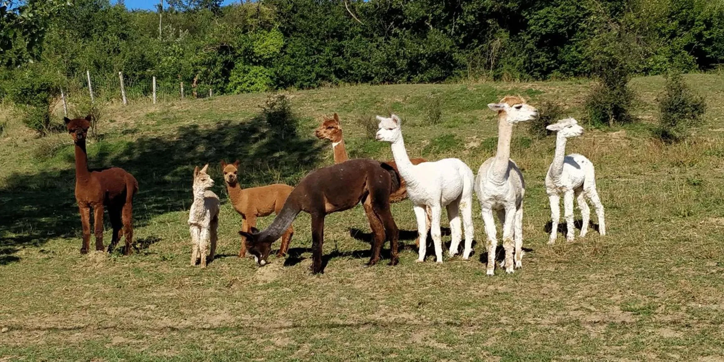 Day in ALPAGAS DU DOMAINE MAEL