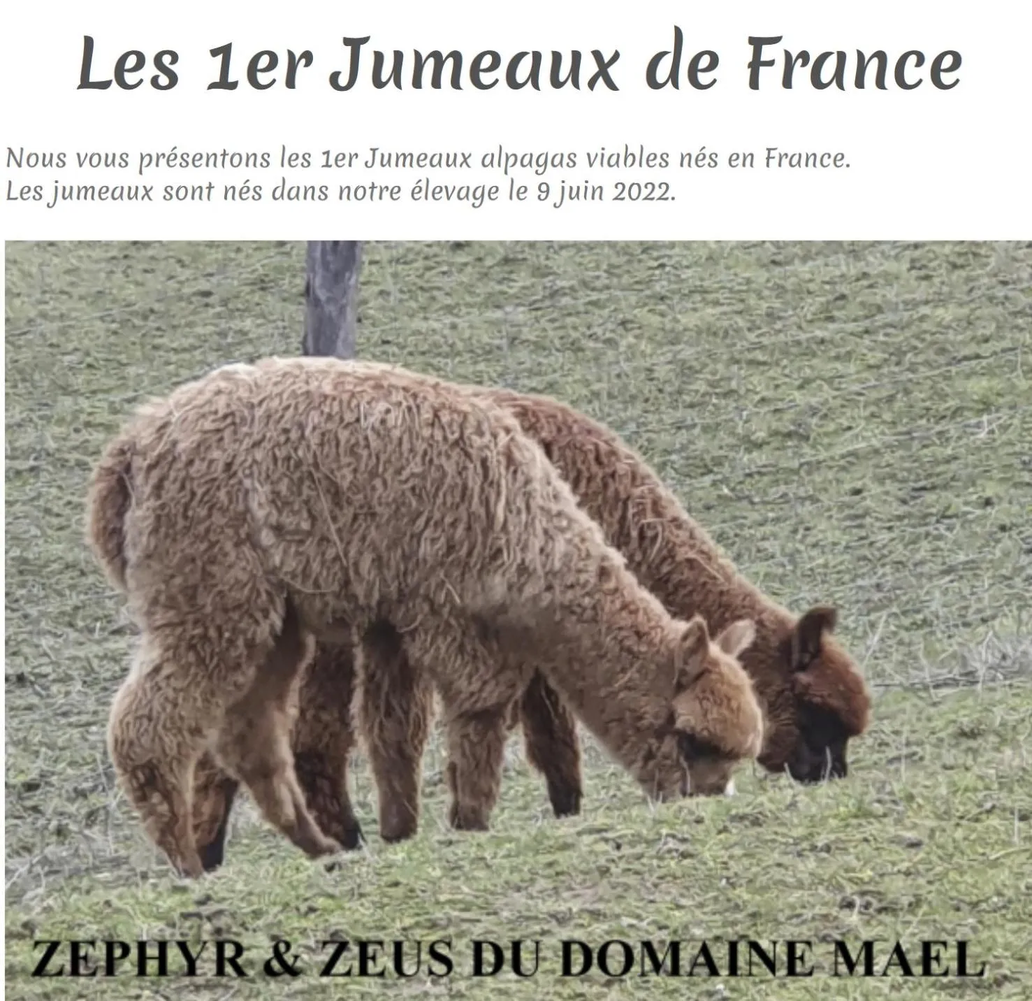 Animals in ALPAGAS DU DOMAINE MAEL