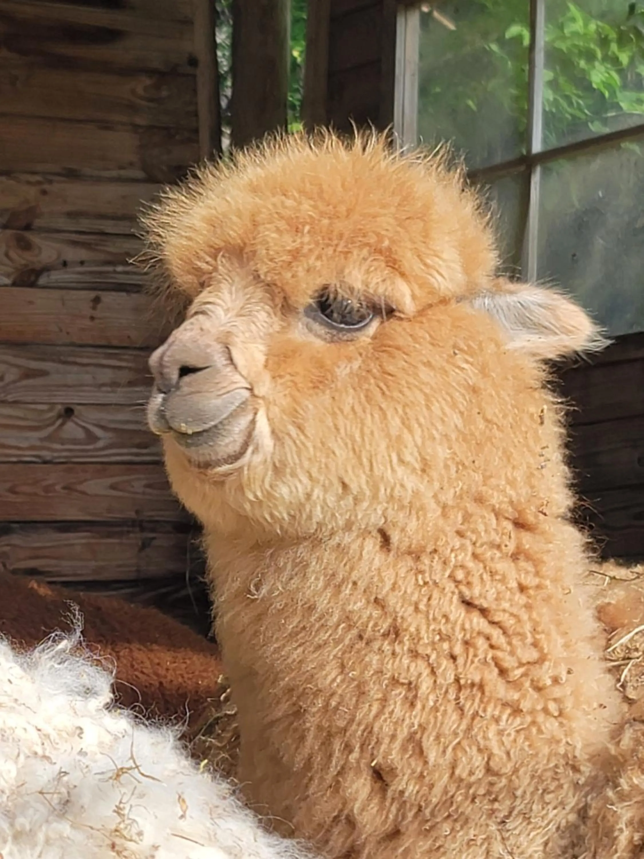 ALPAGAS DU DOMAINE MAEL