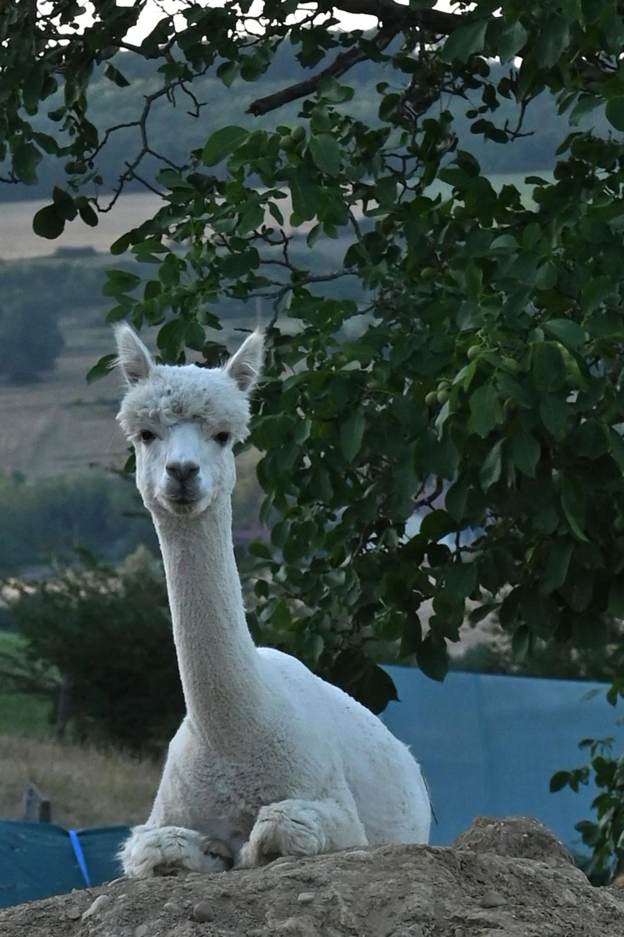 ALPAGAS DU DOMAINE MAEL