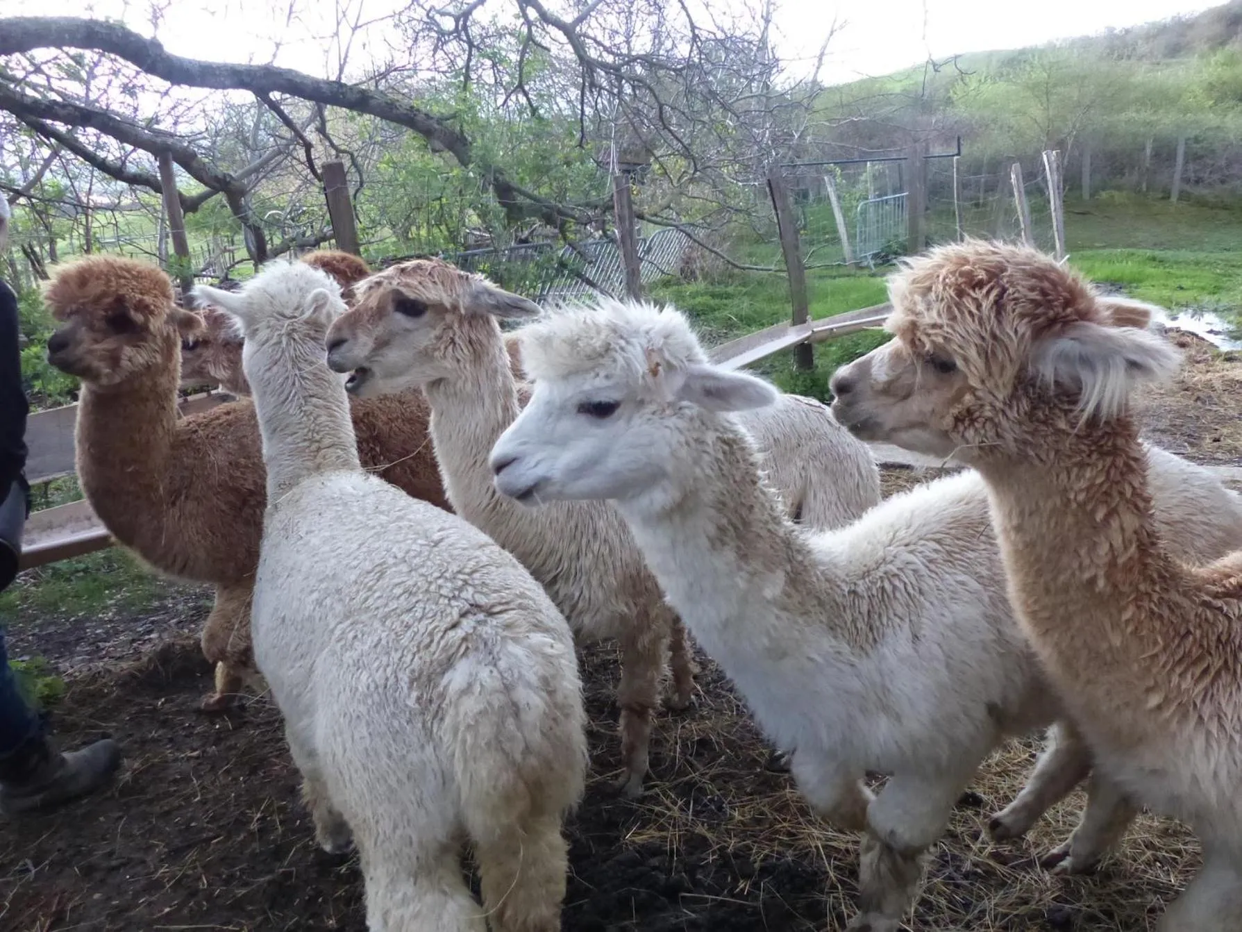 ALPAGAS DU DOMAINE MAEL