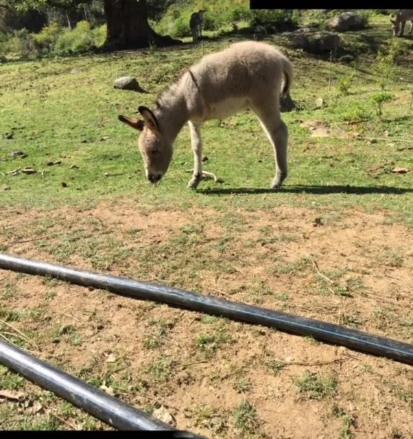 Hôtel Colombo- Porto Corse