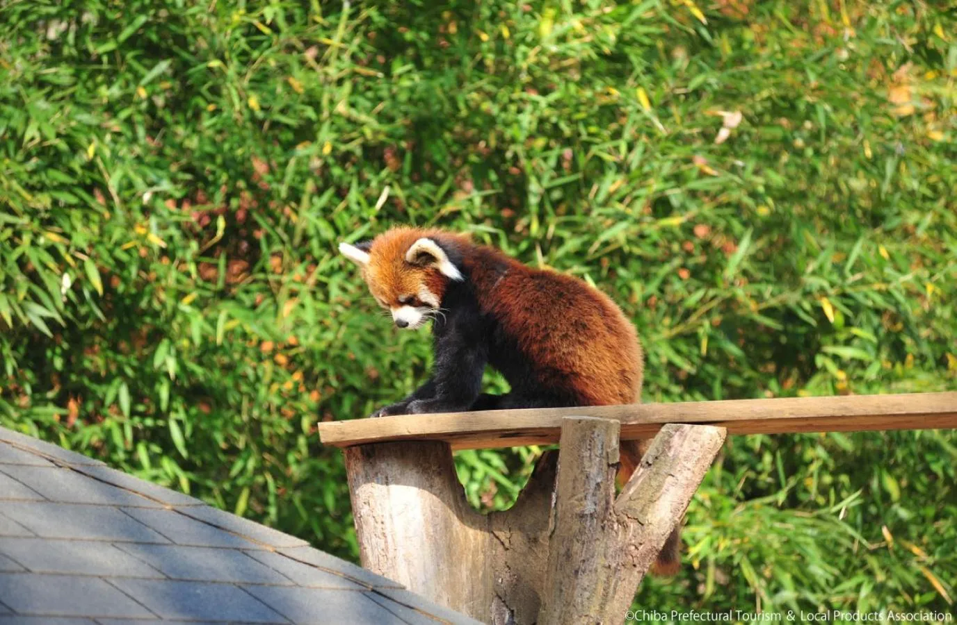 Nearby landmark in APA Hotel Chiba Ekimae
