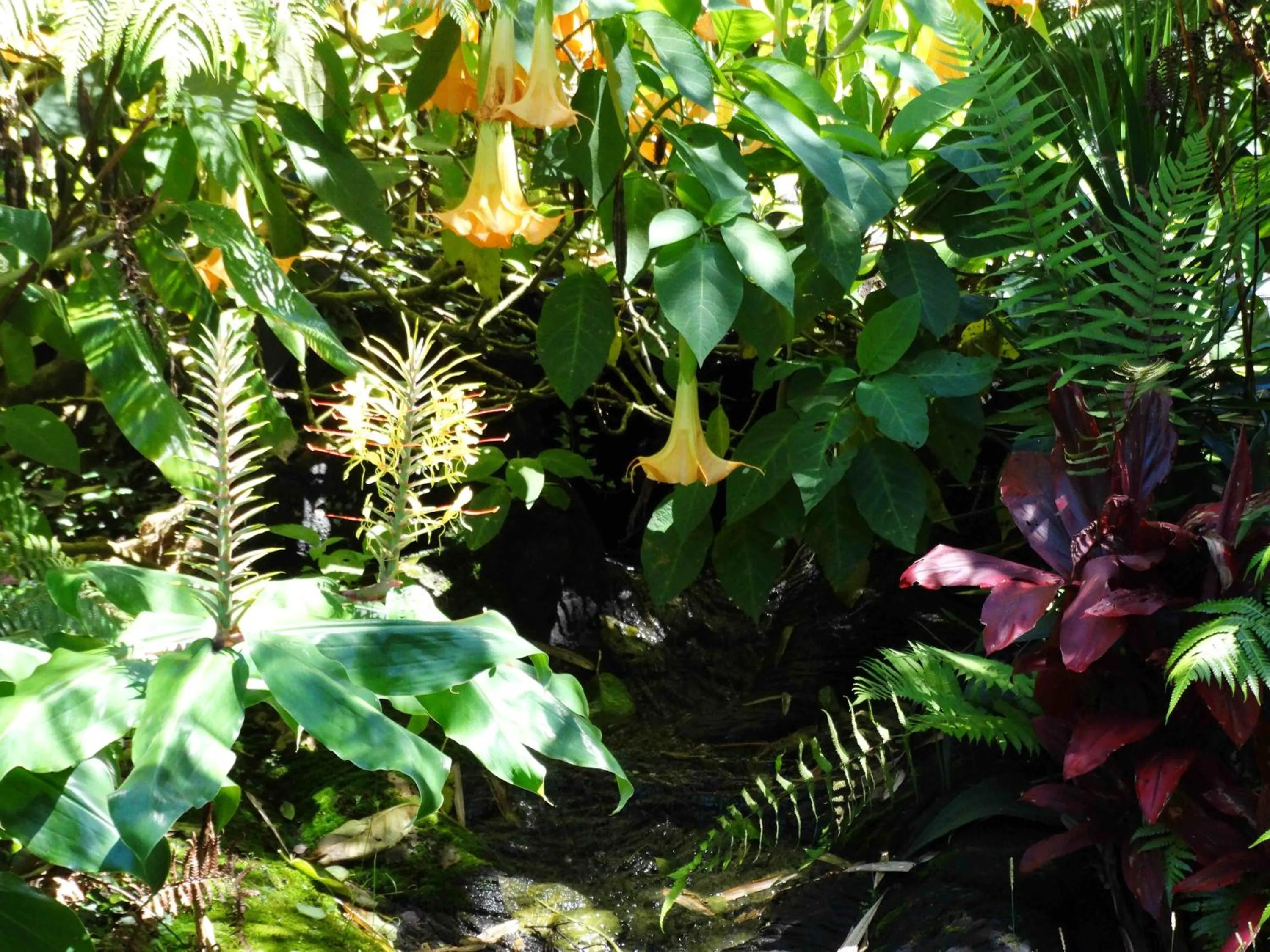 Garden in Chalet Kilauea