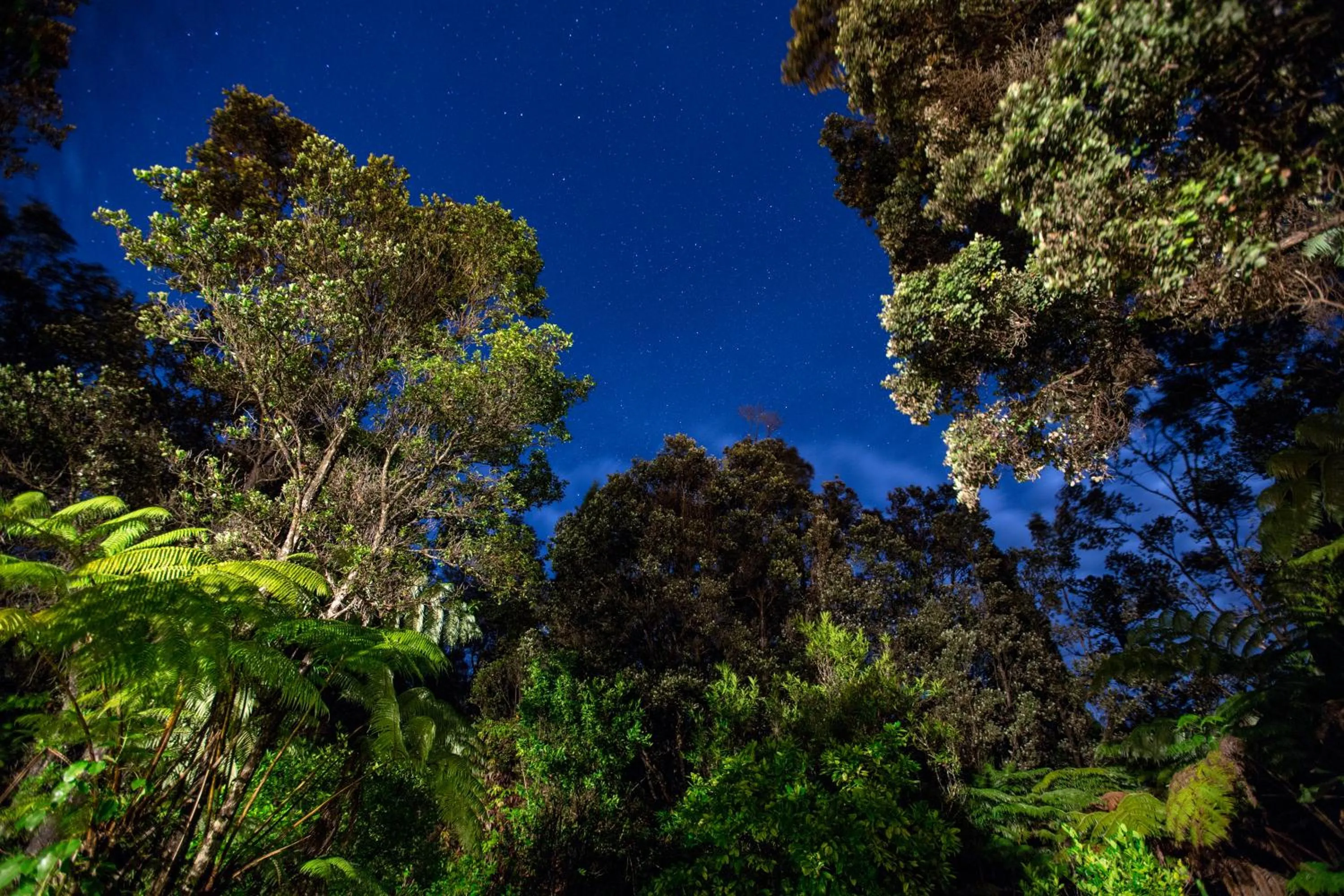 Natural landscape in Chalet Kilauea