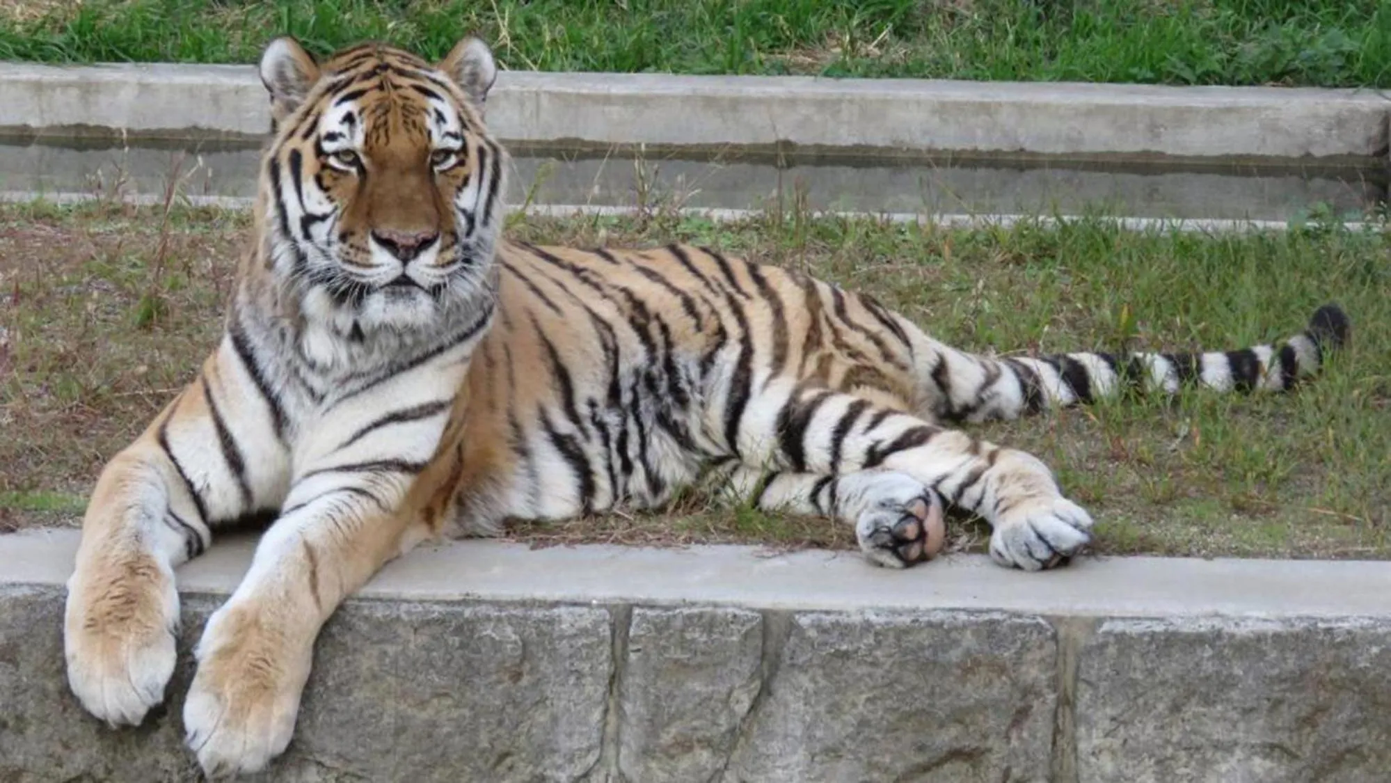 Animals in Toyoko Inn Osaka Abeno Tennoji