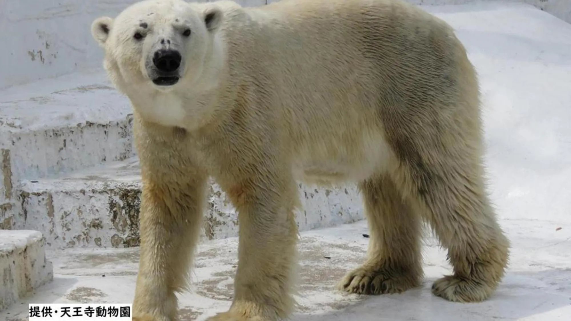 Animals in Toyoko Inn Osaka Abeno Tennoji