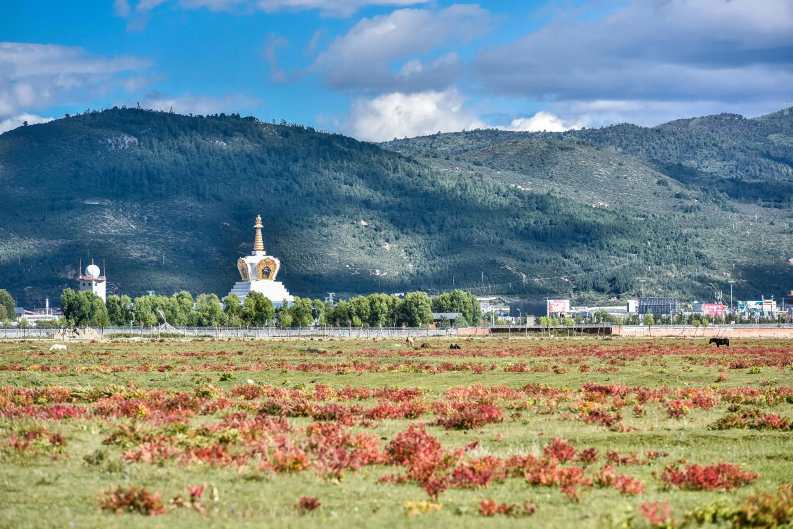 Property building in Banyan Tree Ringha