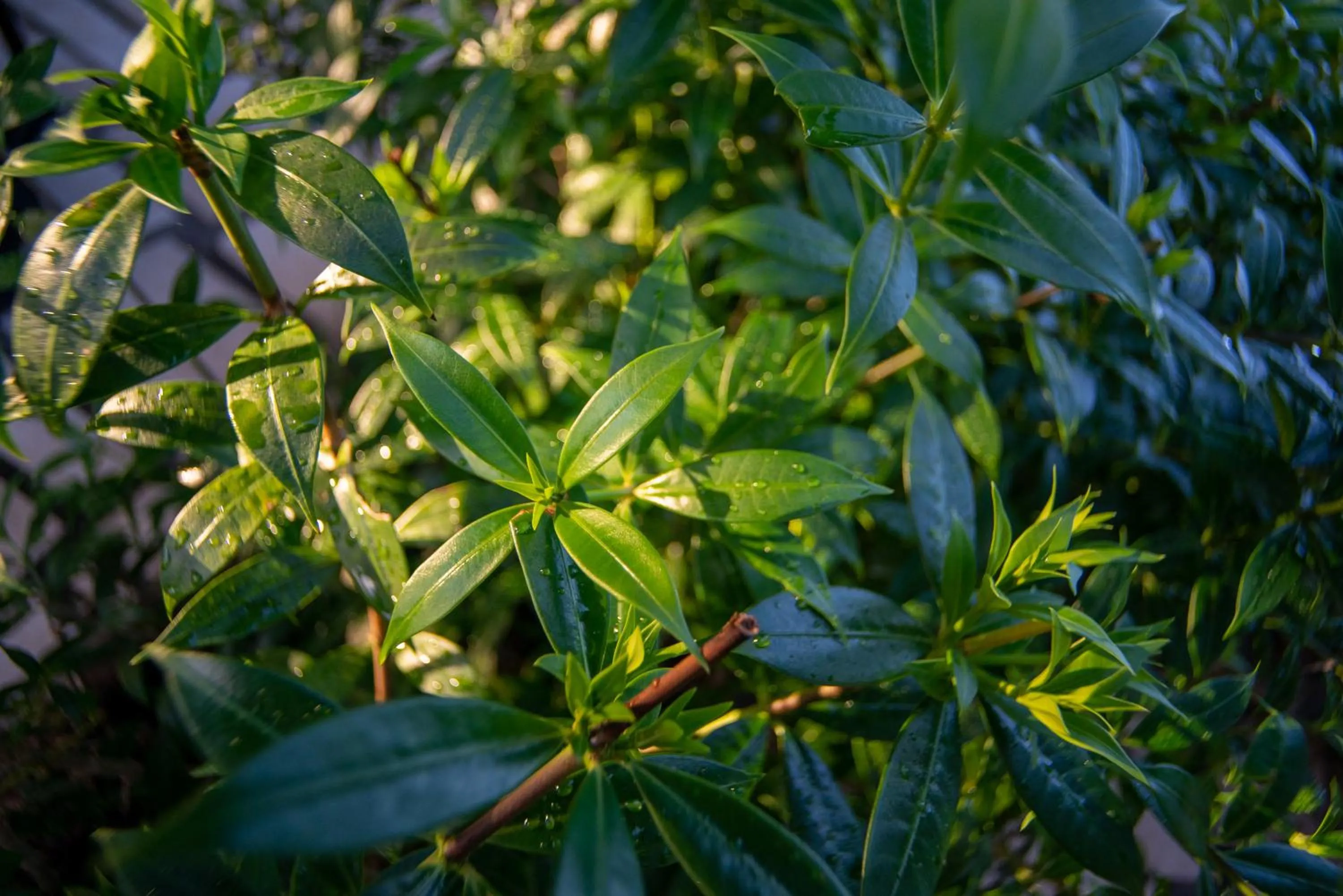 Garden in Lazy Parrot Inn