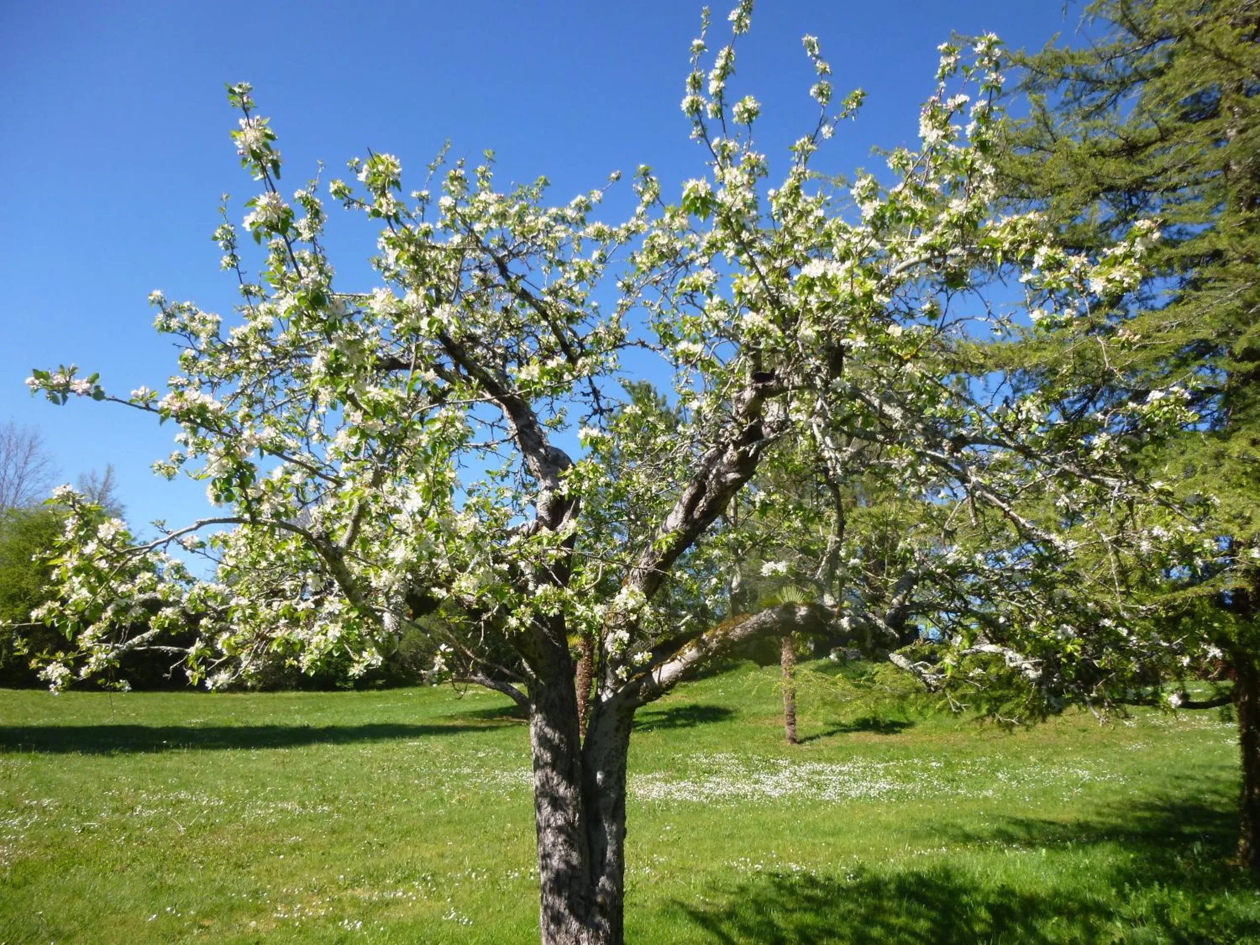 Garden in Au Mas de Gamet