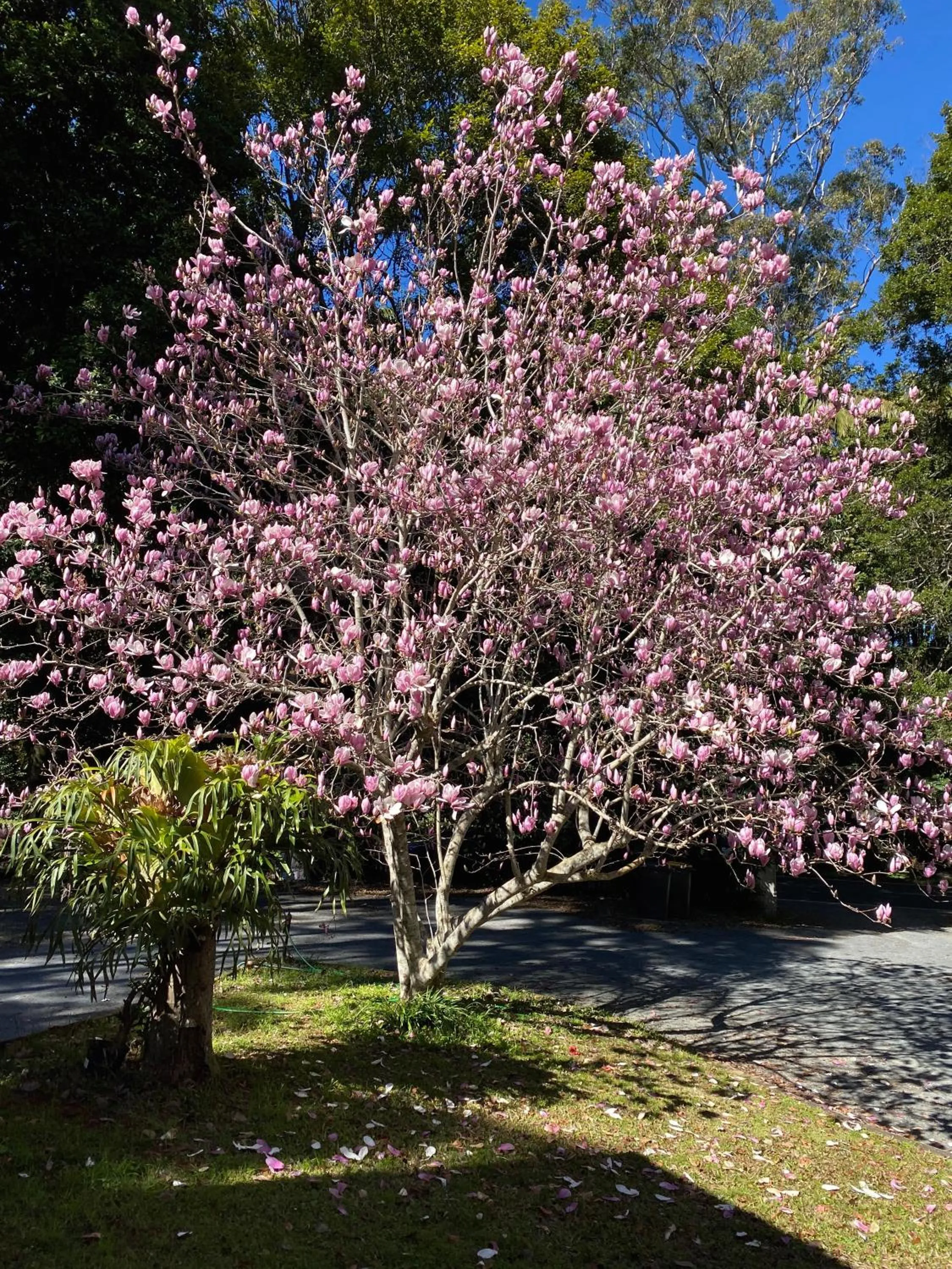 Spring in Curtis Falls Studio-Apartment