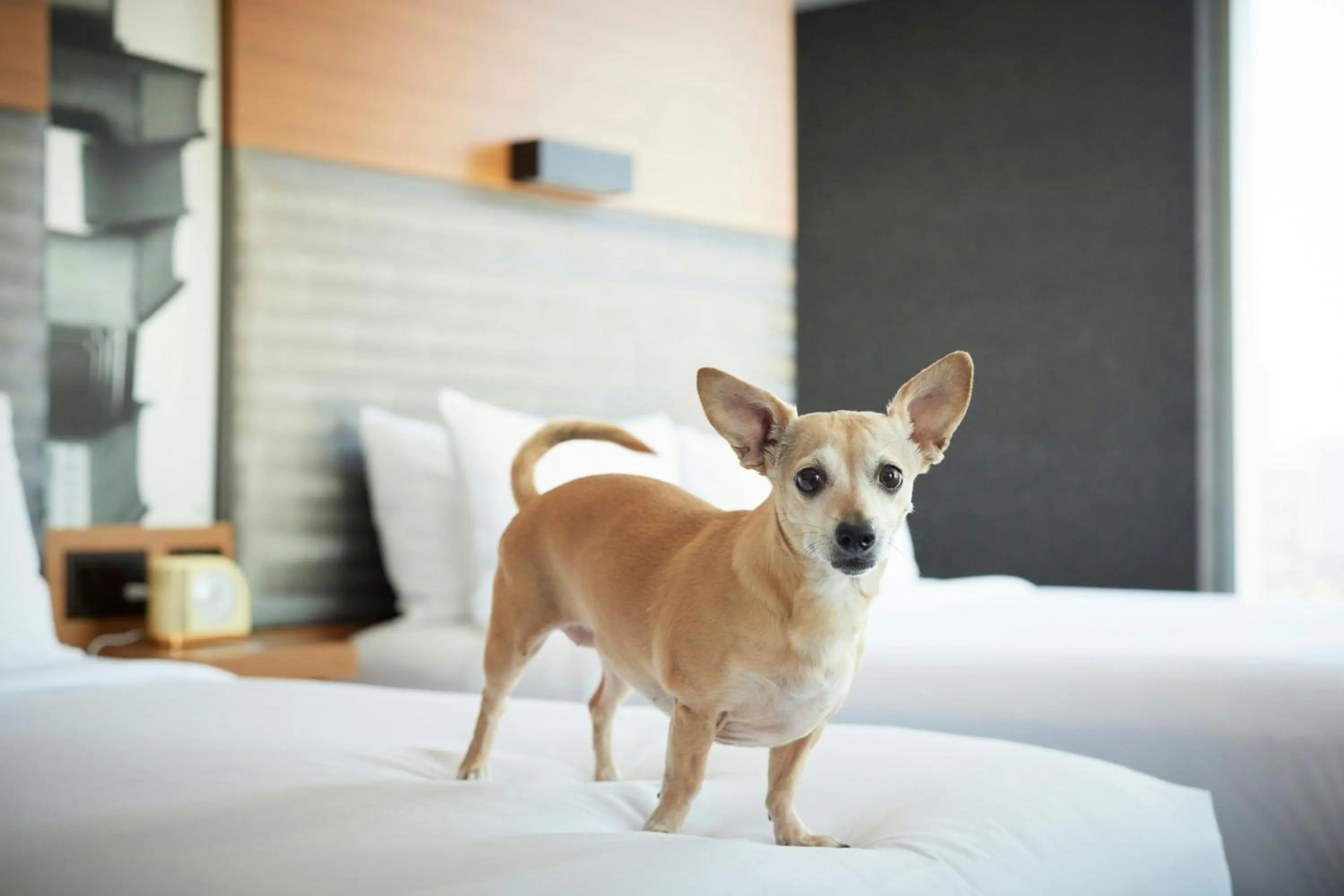 Other in Aloft Chicago Downtown River North