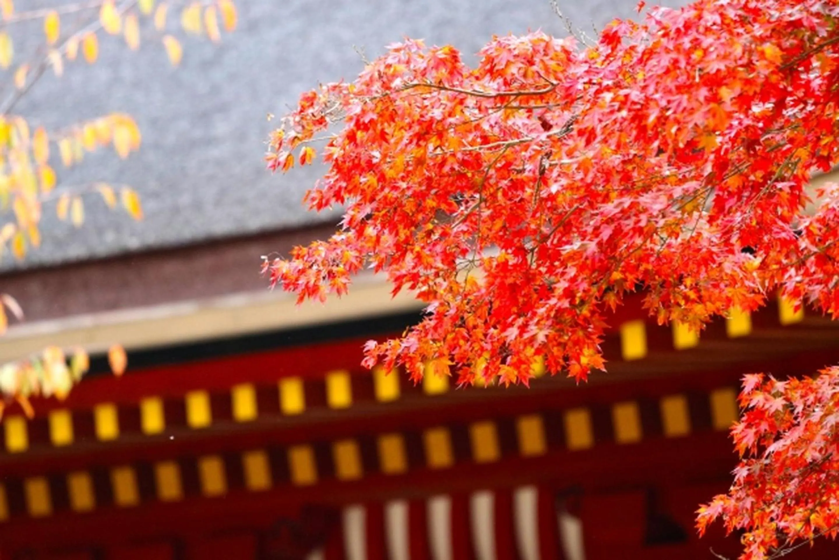 Off site in Stay SAKURA Kyoto Kiyomizu Ougi