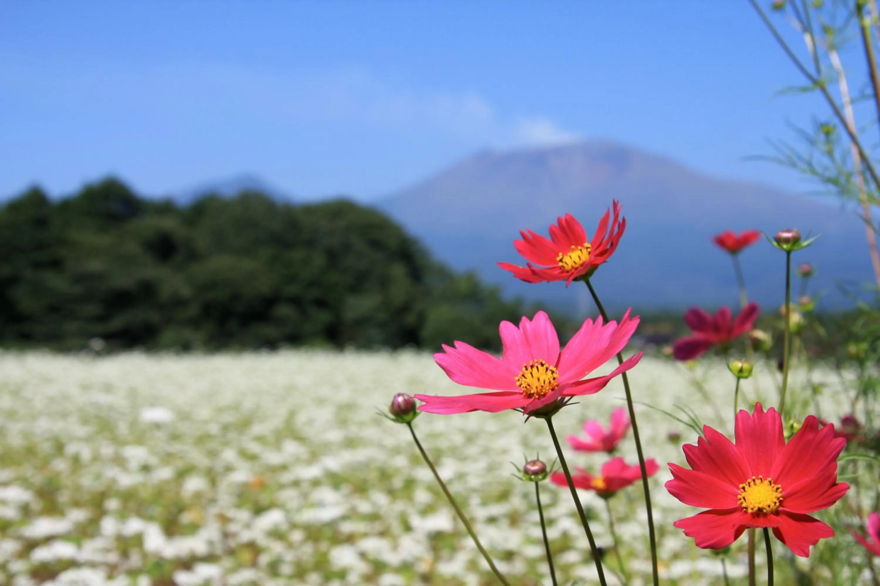 Natural landscape in Twin-Line Hotel Karuizawa Japan