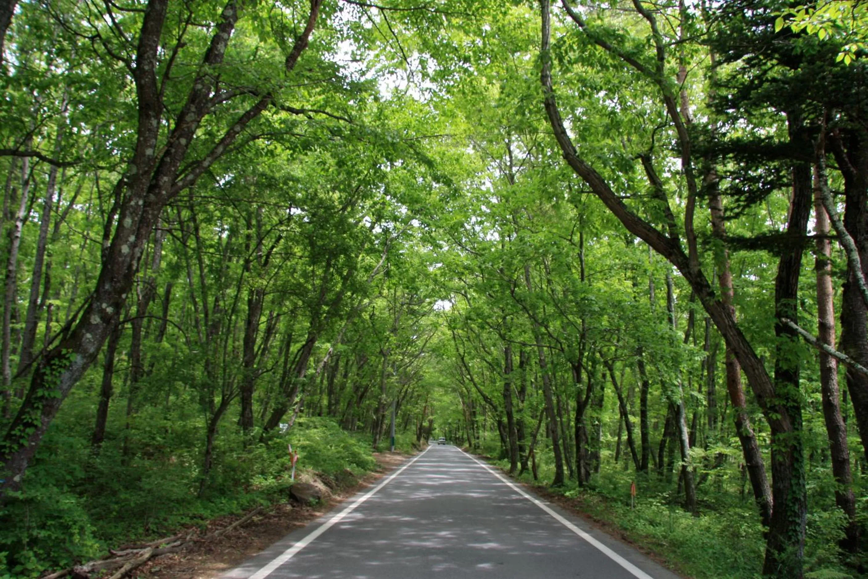 Natural landscape in Twin-Line Hotel Karuizawa Japan