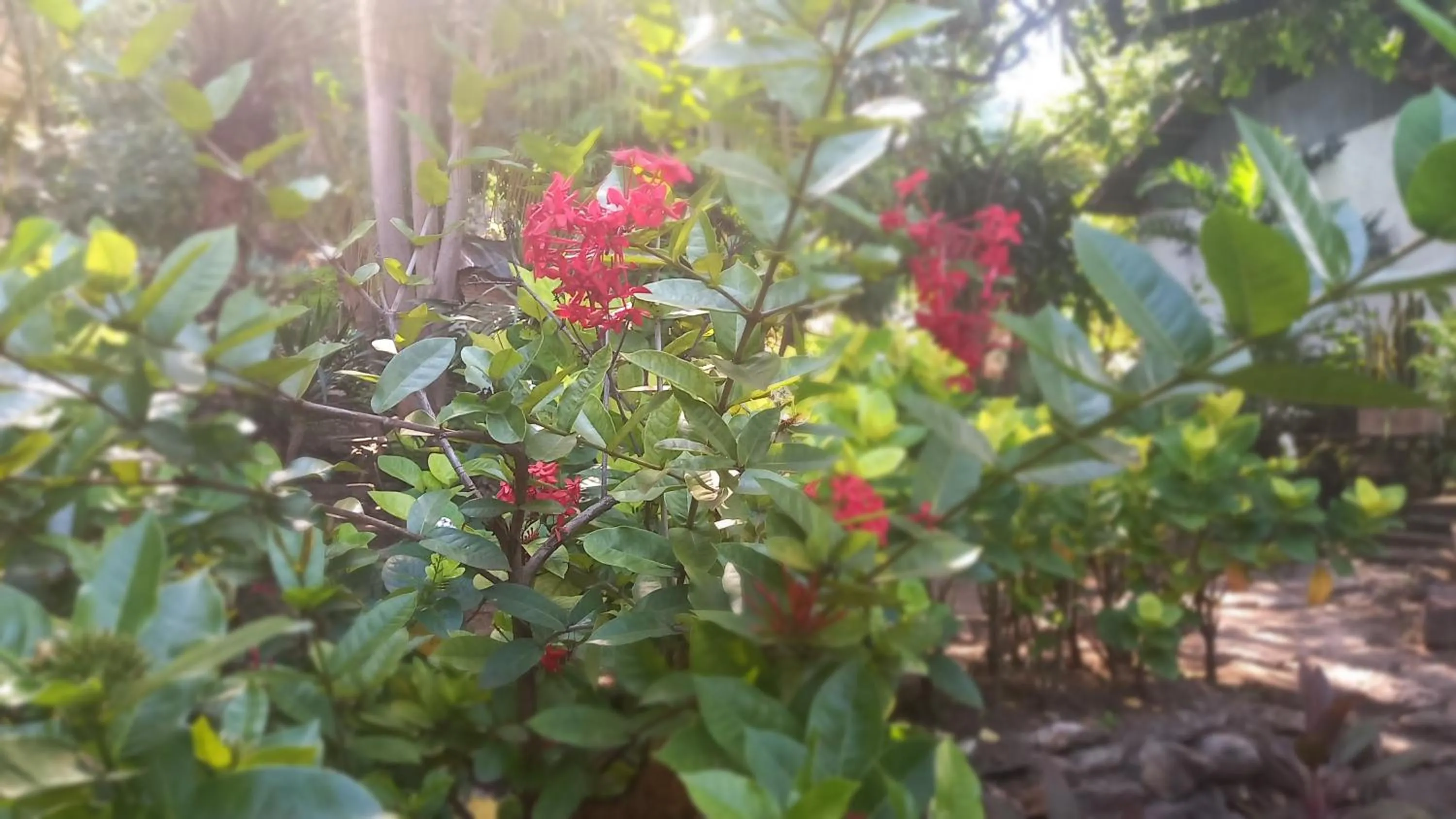 Garden in Bajo Hotel