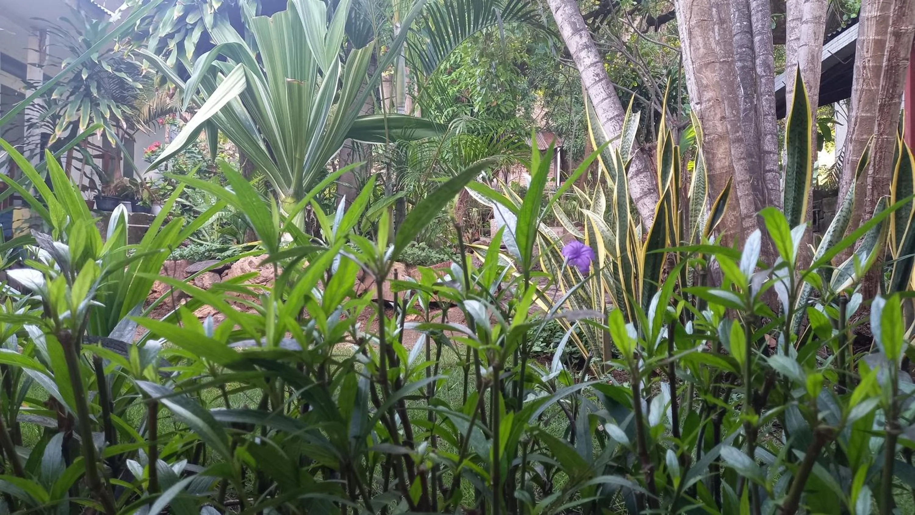 Garden in Bajo Hotel