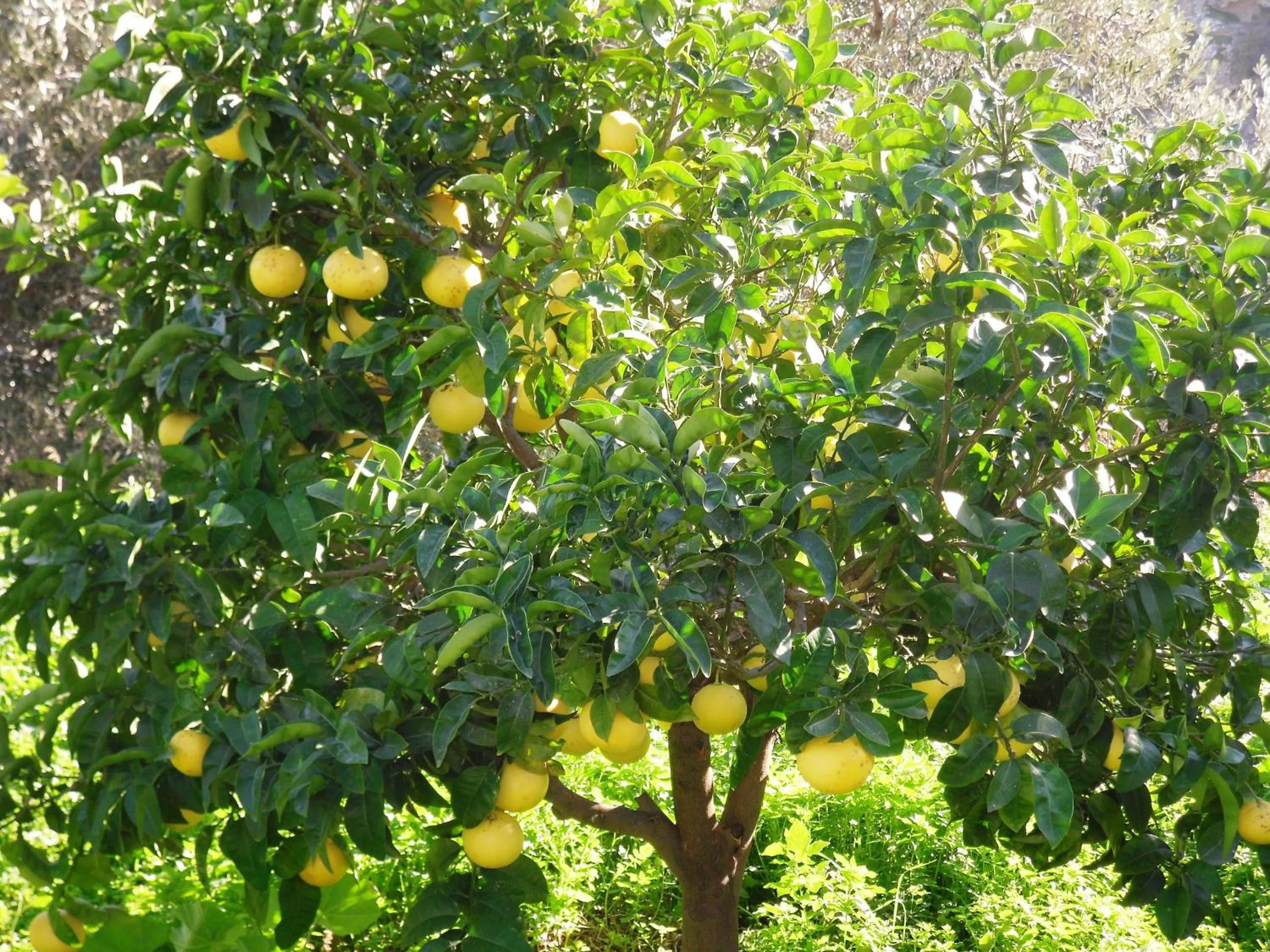 Garden in Aegean Castle Andros – Adults Only