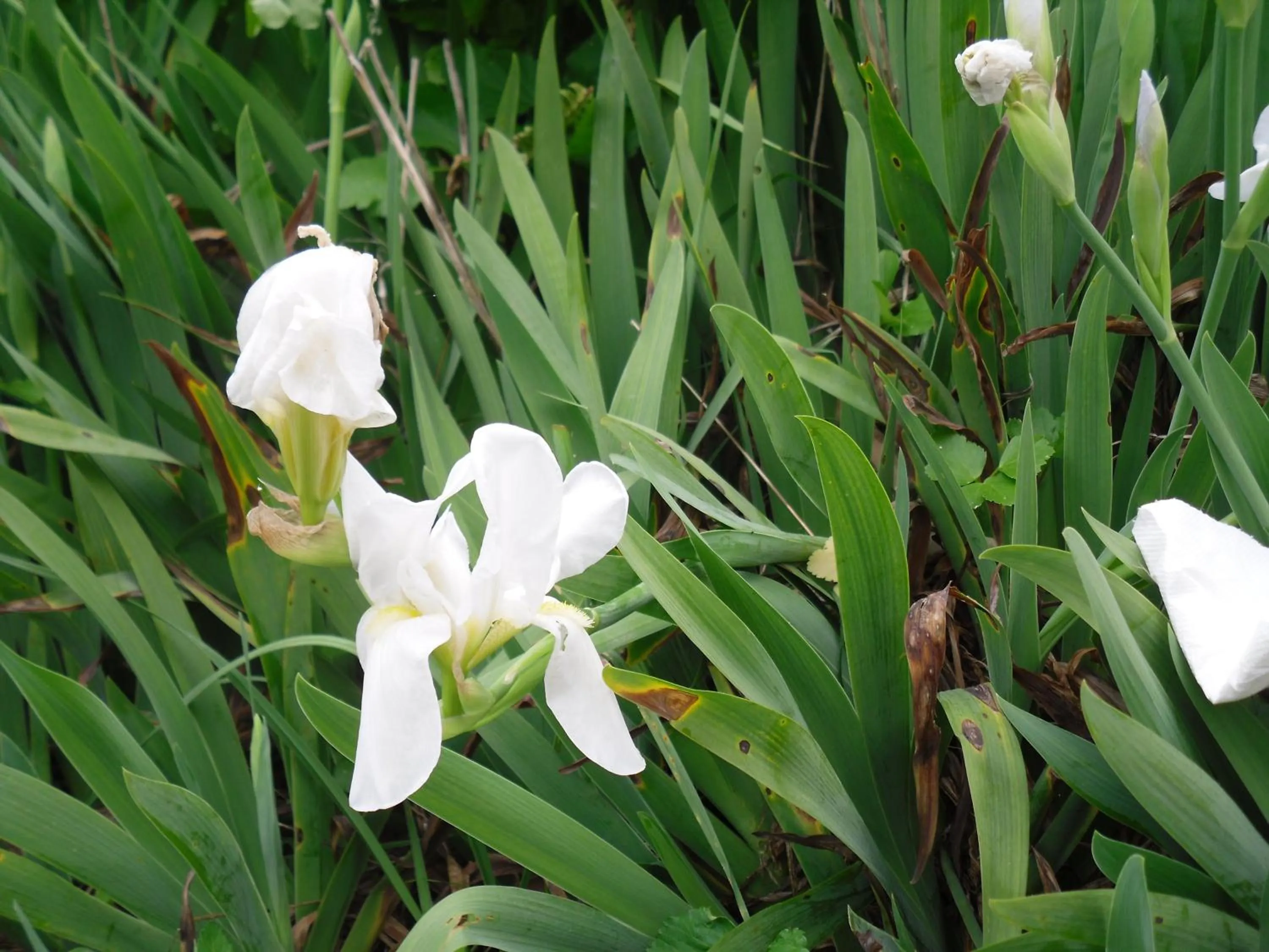 Garden in Aegean Castle Andros – Adults Only