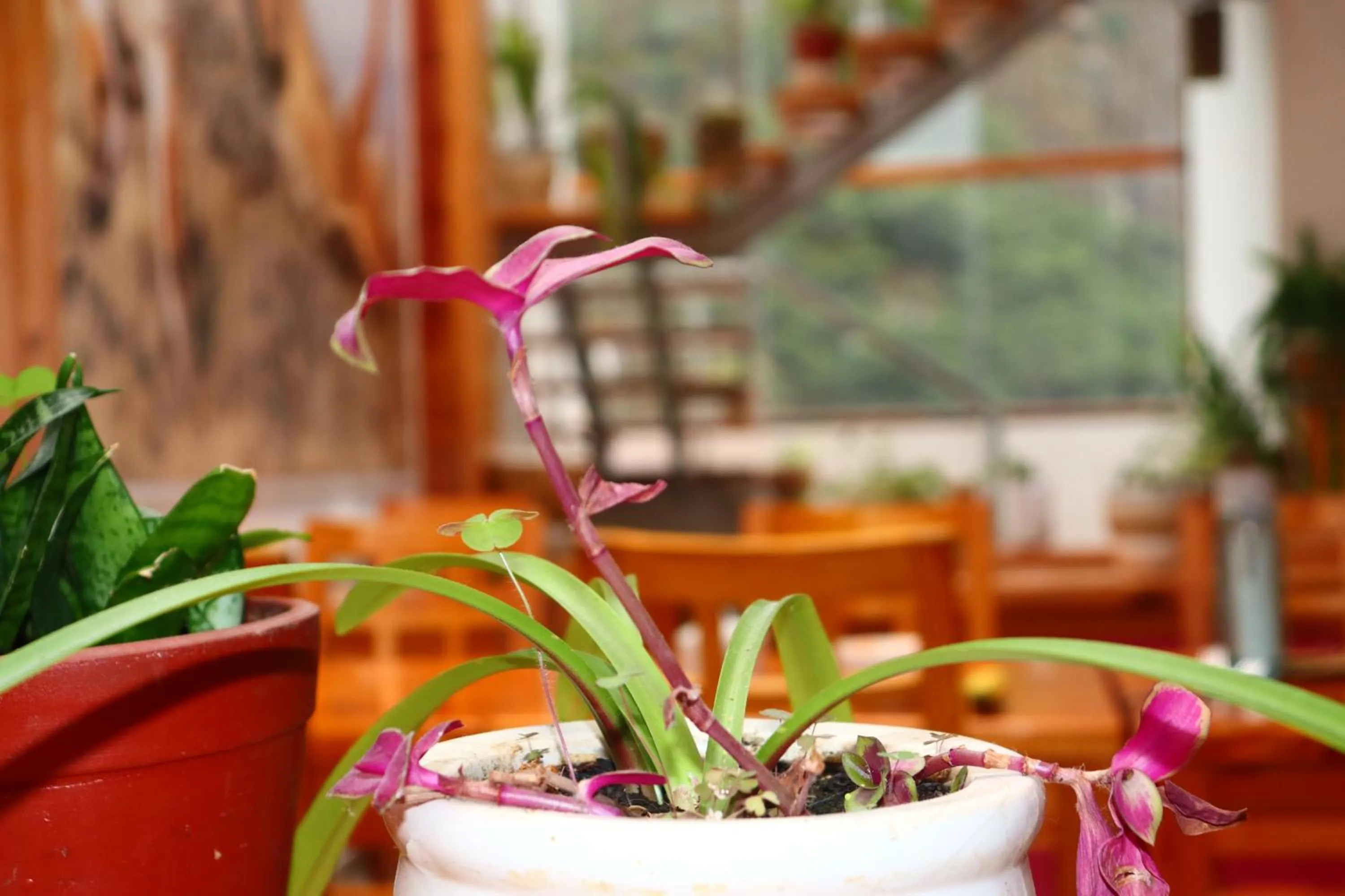 Fenix Hotel Machupicchu