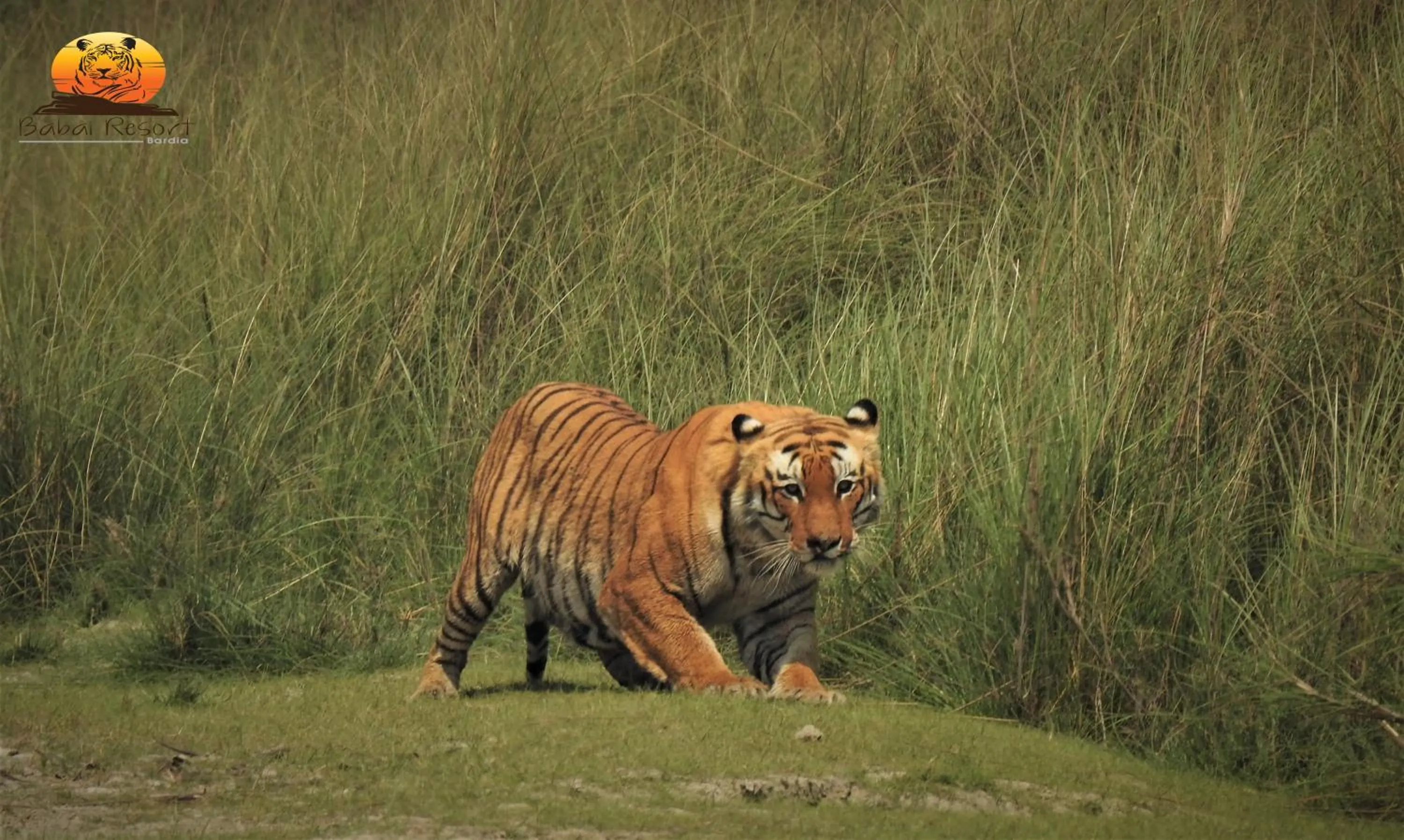 Natural landscape in Babai Resort Pvt Ltd