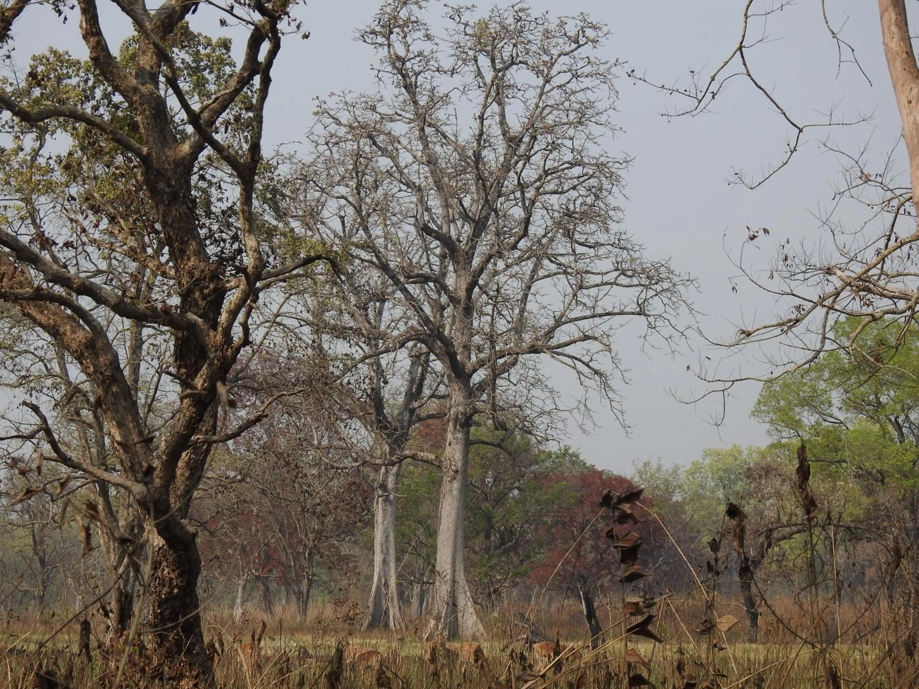 Spring in Babai Resort Pvt Ltd