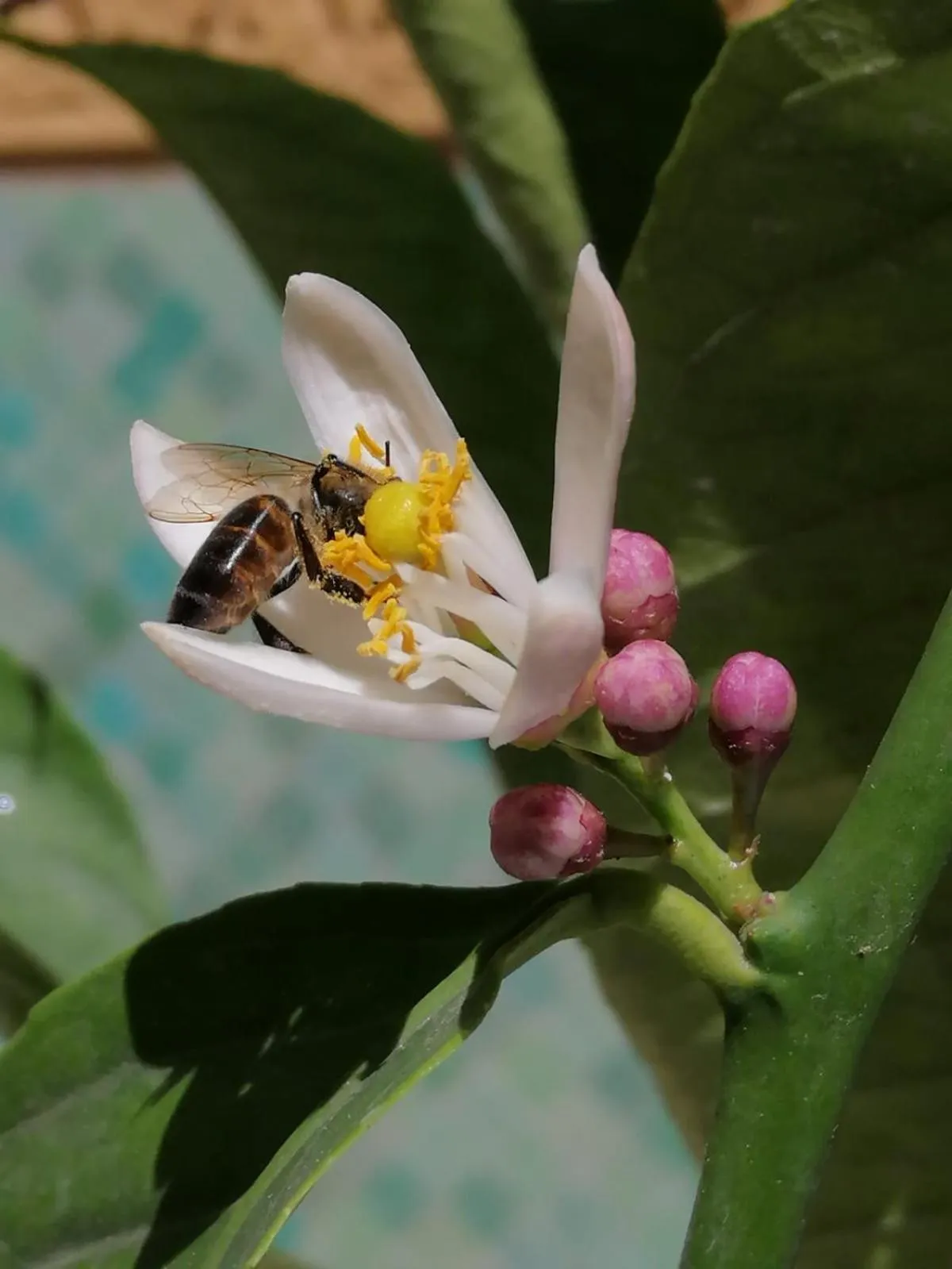 Balcony/Terrace in Riad Aventurine