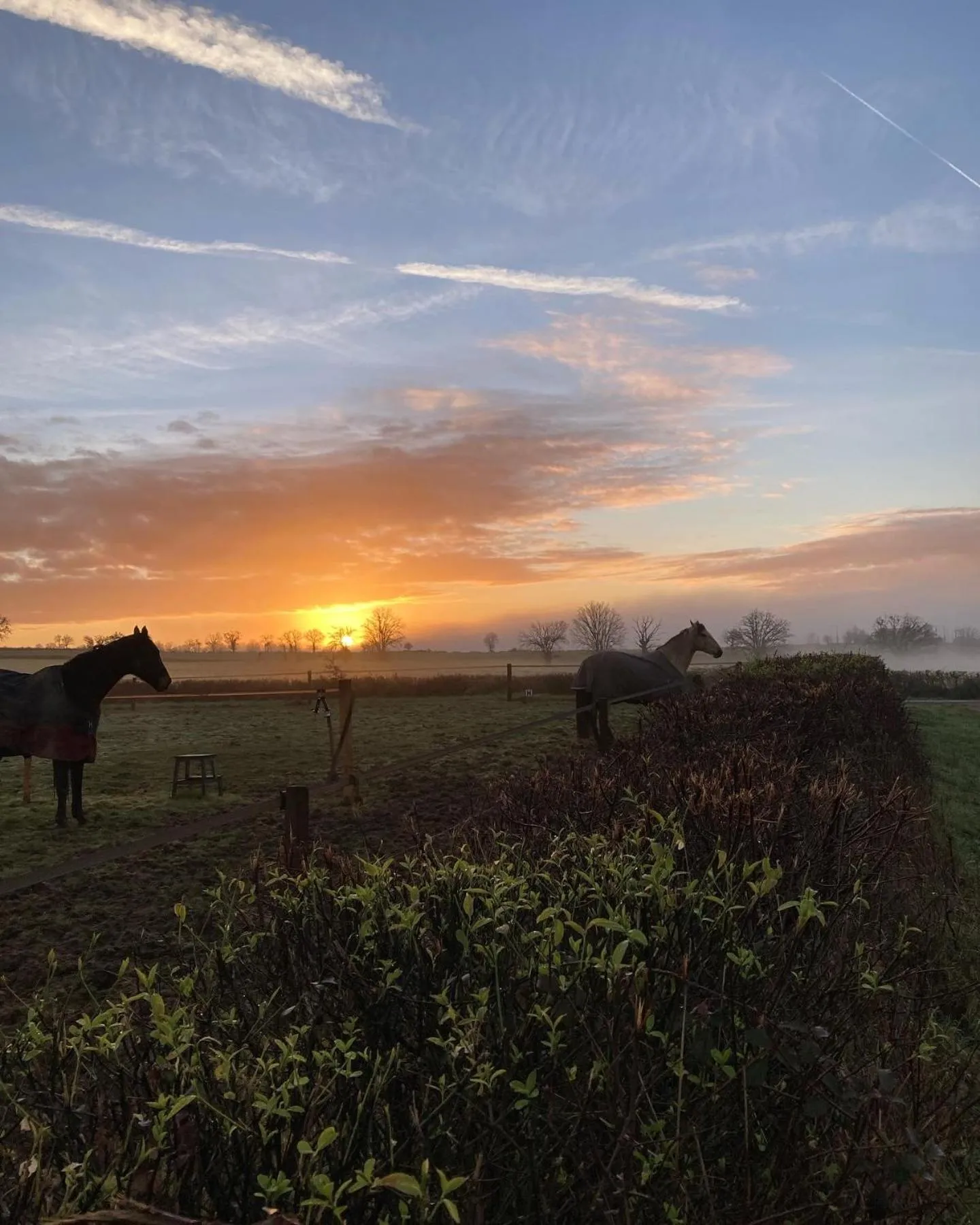 Animals in chambres d'hôtes Domaine les Grands Pérons