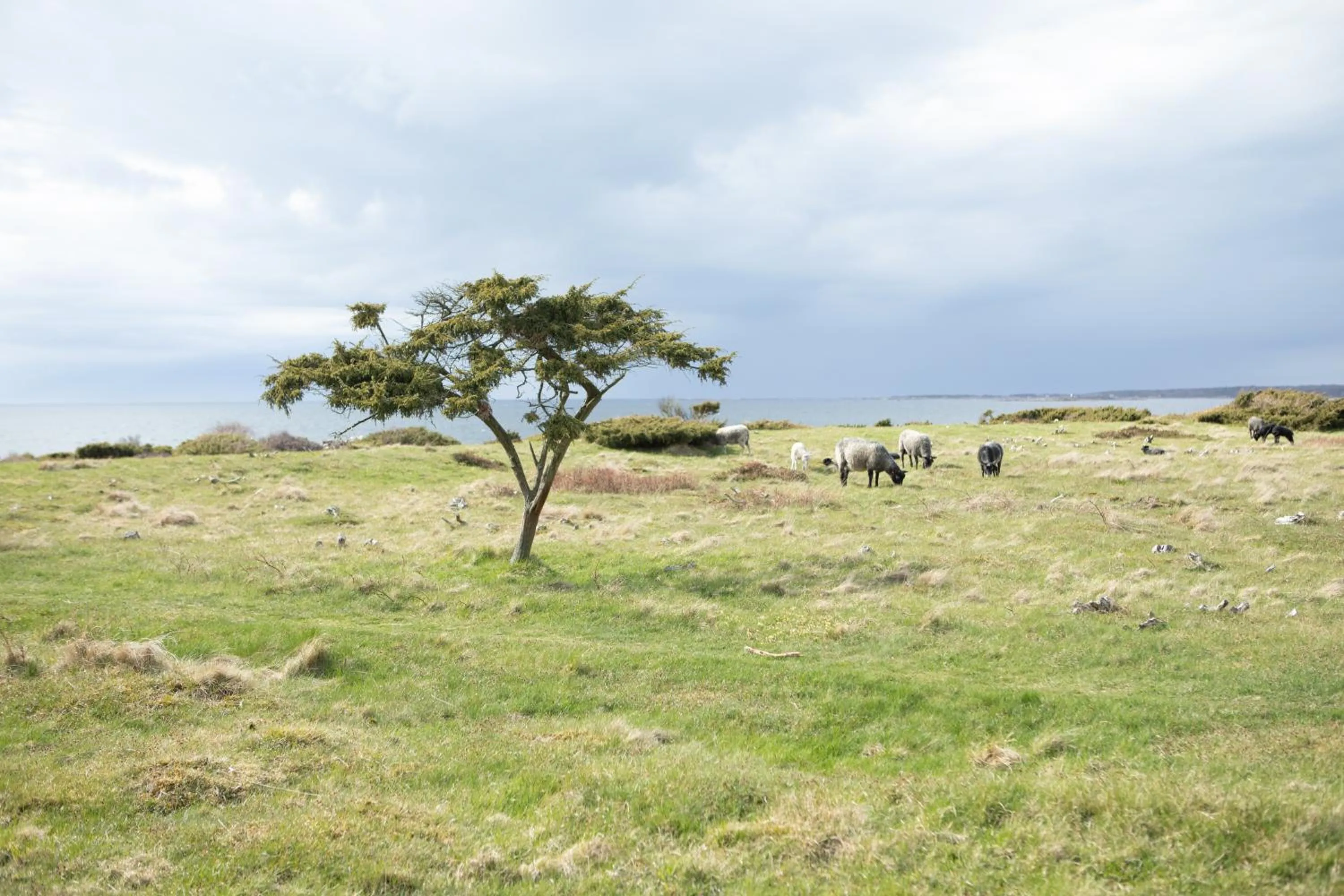 Off site in Torekov Hotell