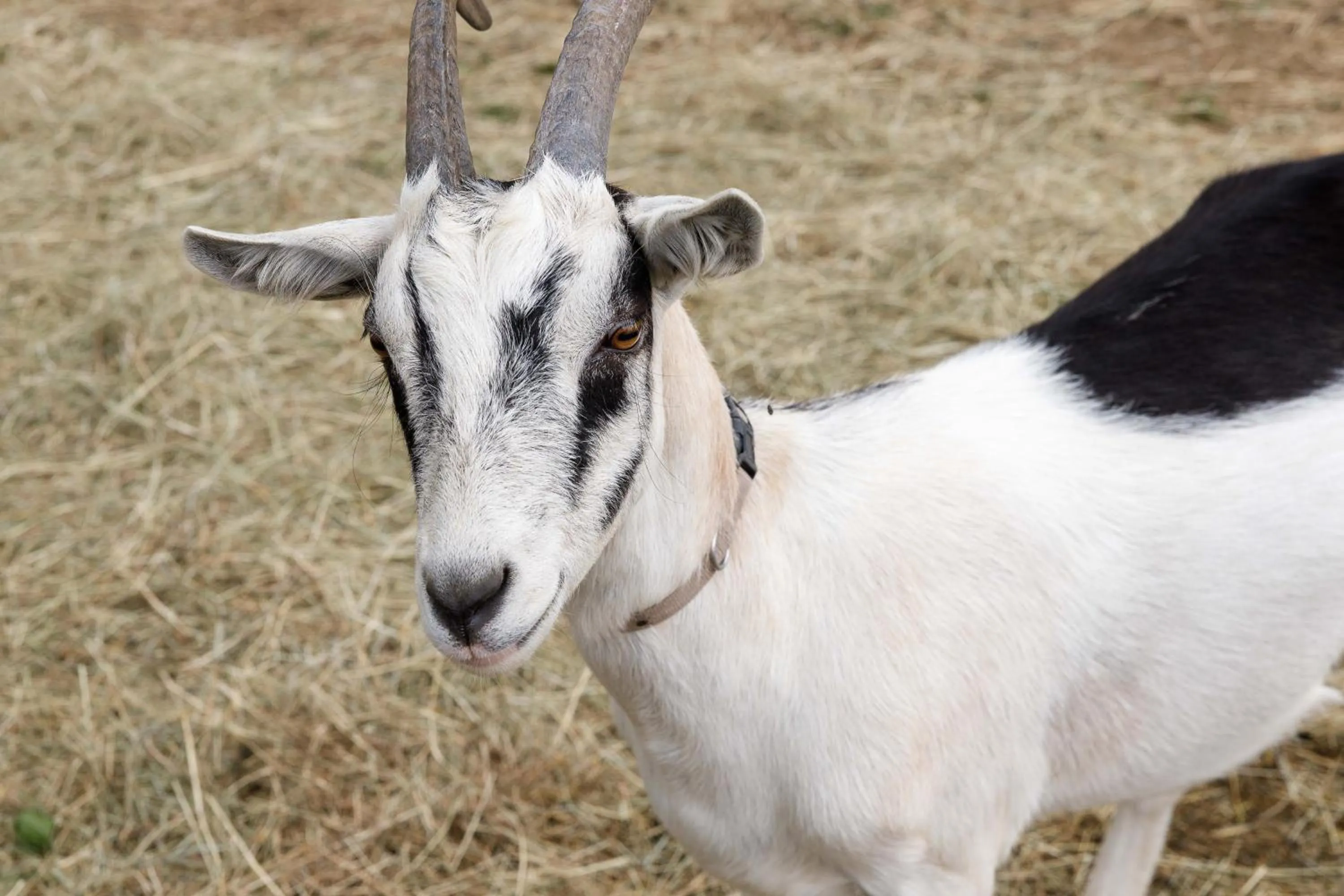 Animals in Presidential Mountain Resort