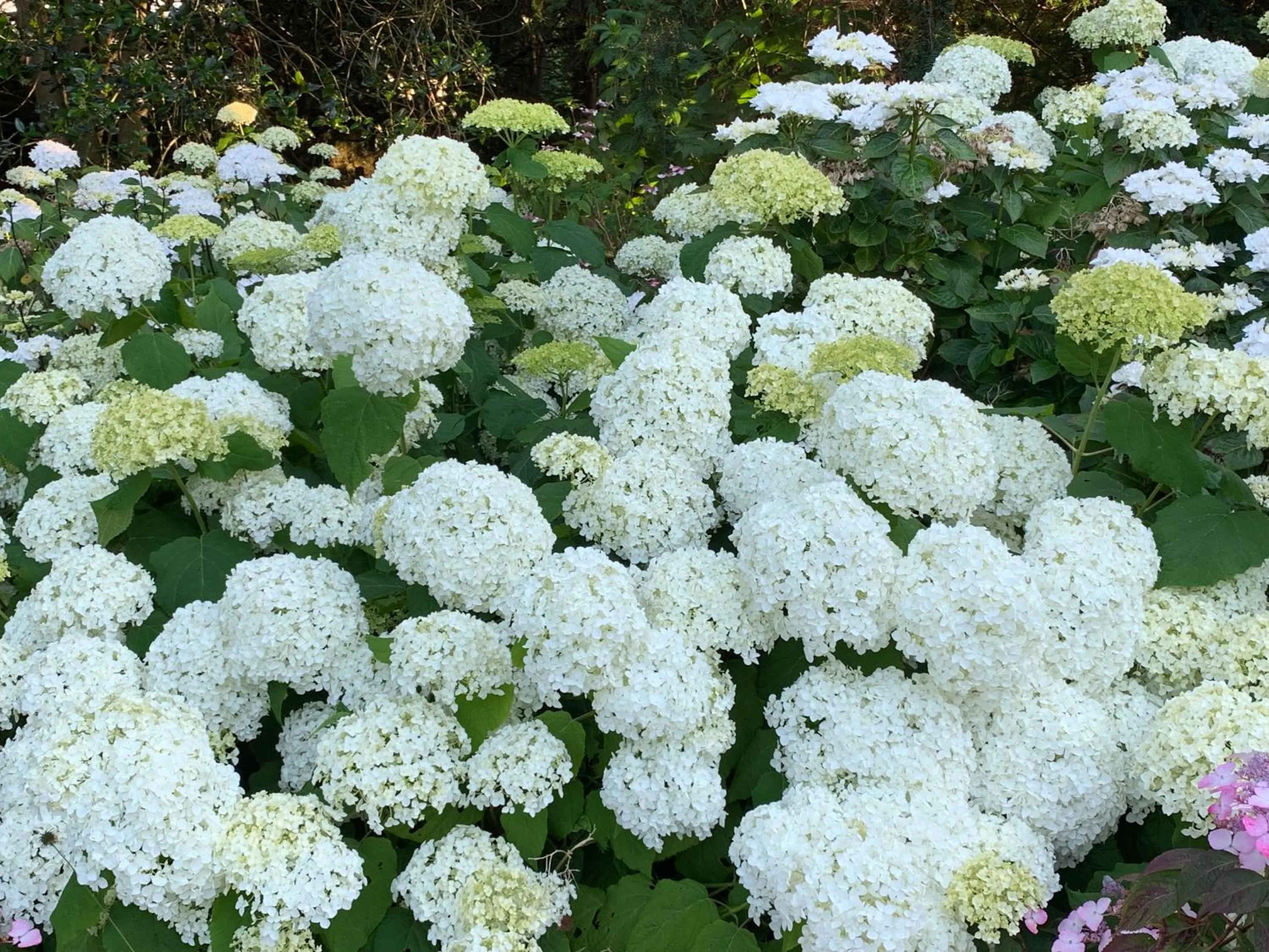 Garden in Elswoutshoek Suites