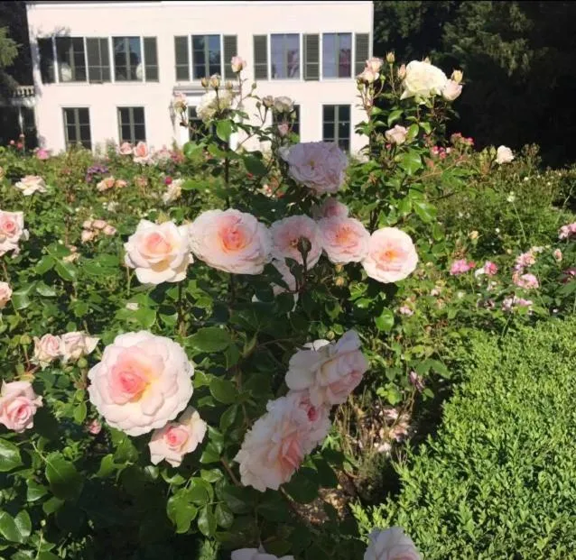 Garden in Elswoutshoek Suites