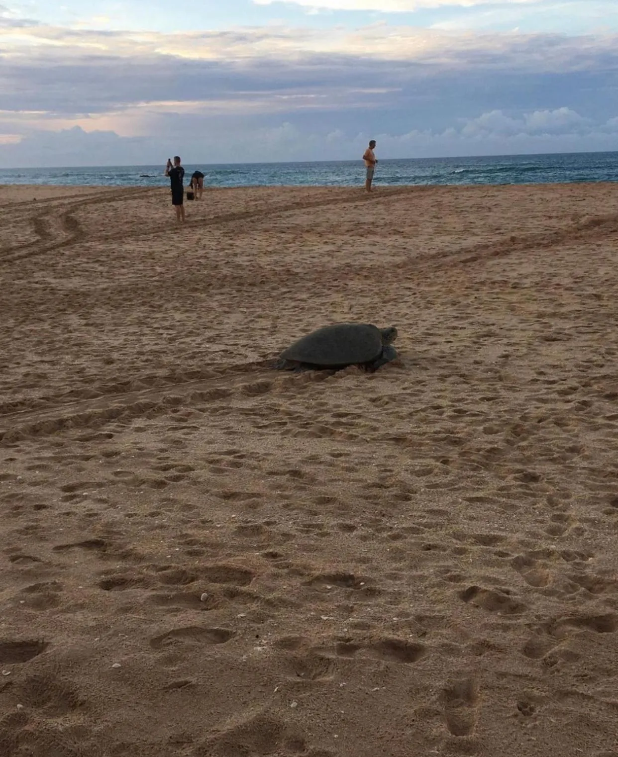 Animals in Guru Beach Resort
