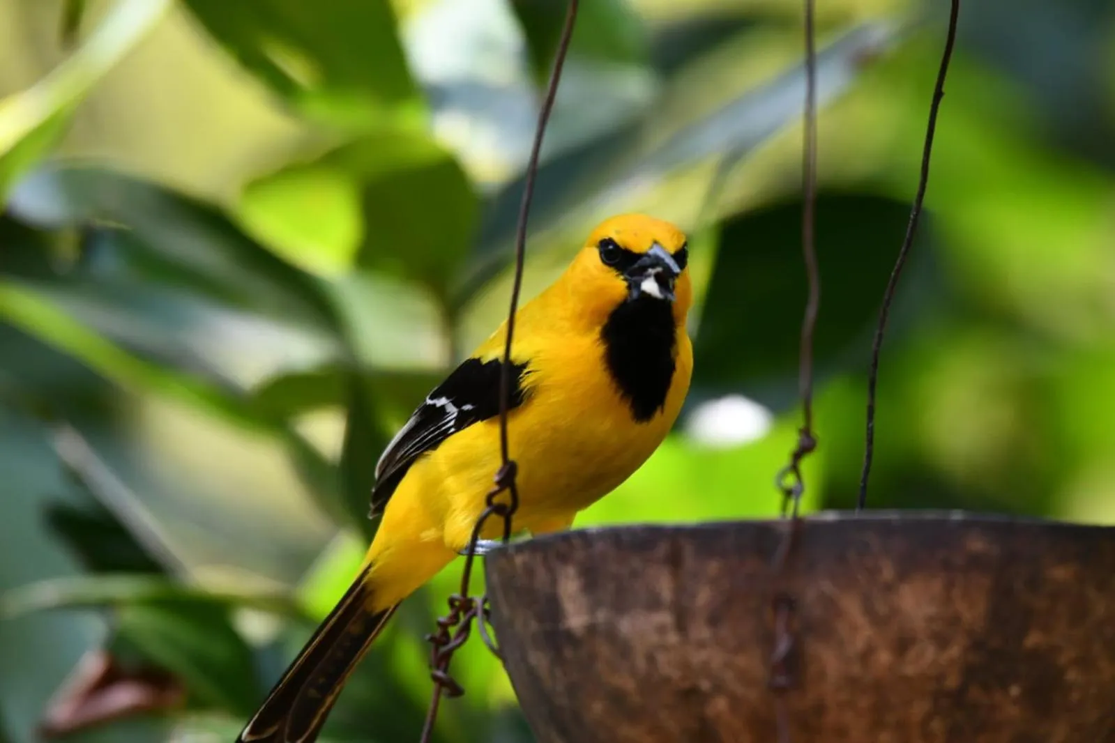 El Paraiso - B&B Finca San Vicente