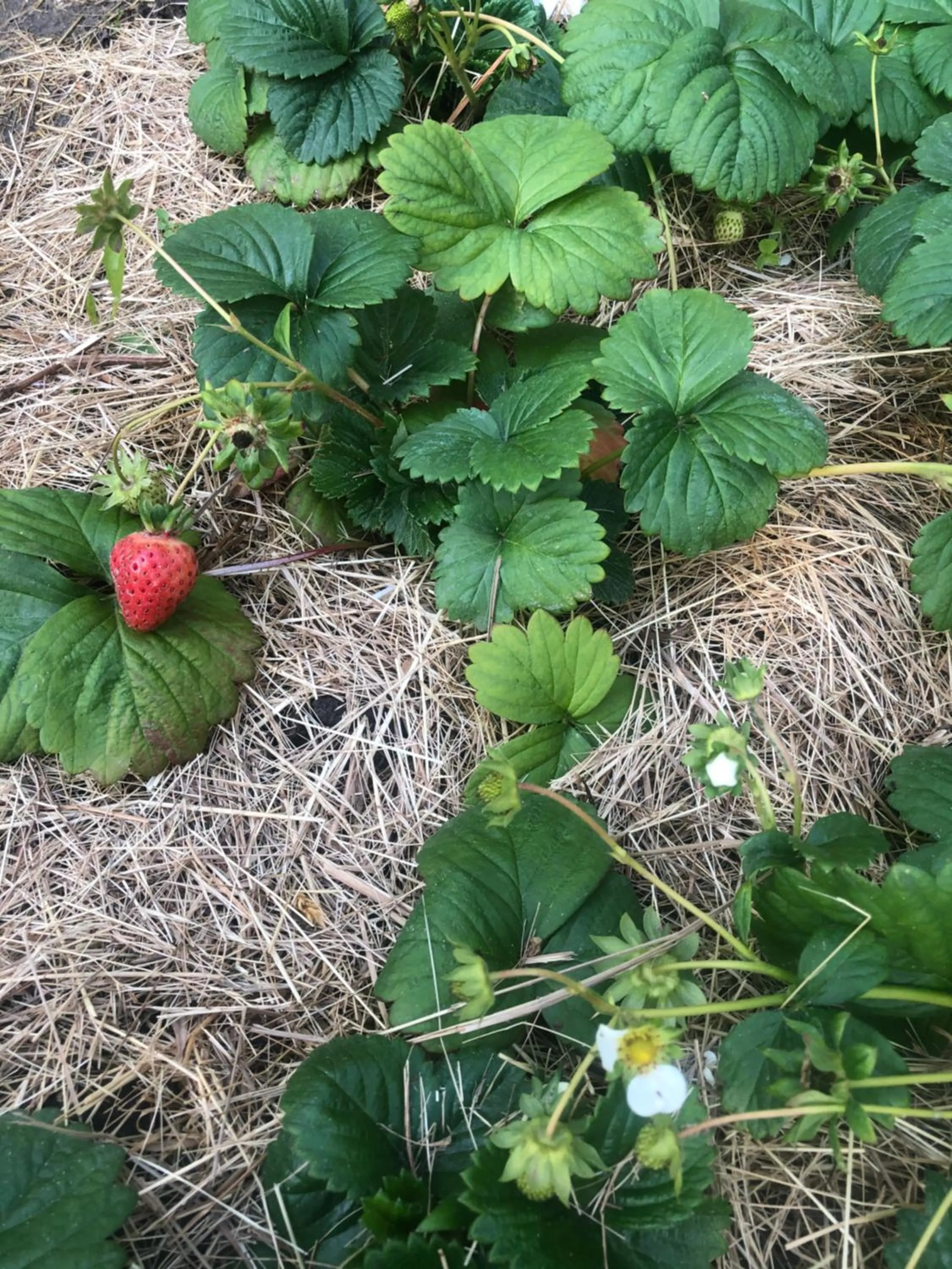 Garden in B&B Bij tante Teun