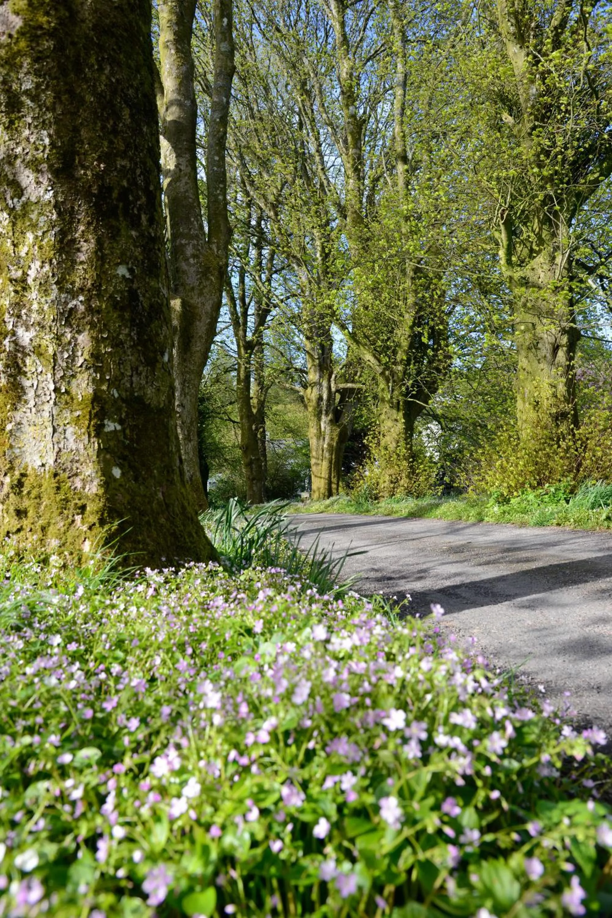 Natural landscape in Craigadam Country House Hotel