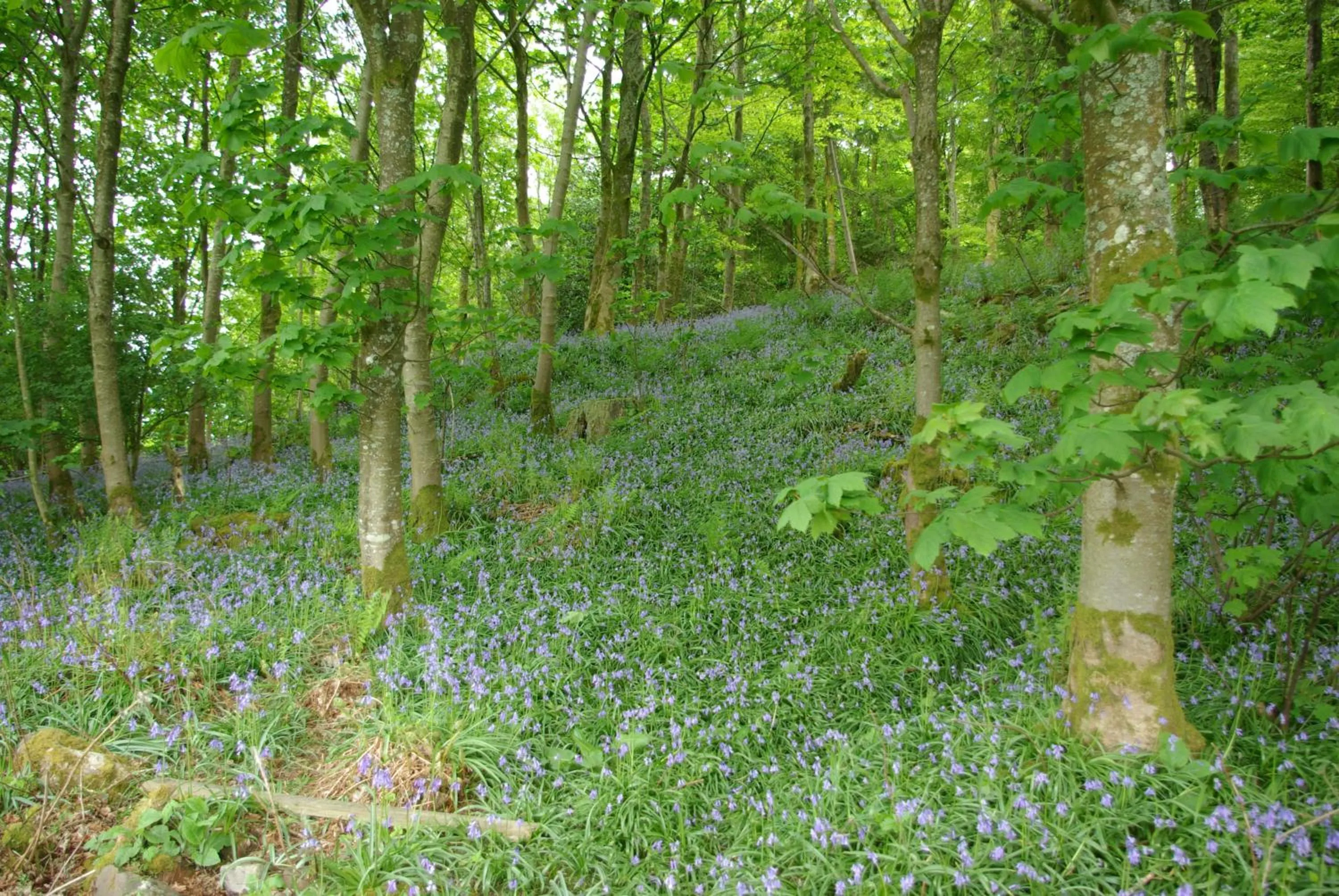 Natural landscape in Craigadam Country House Hotel