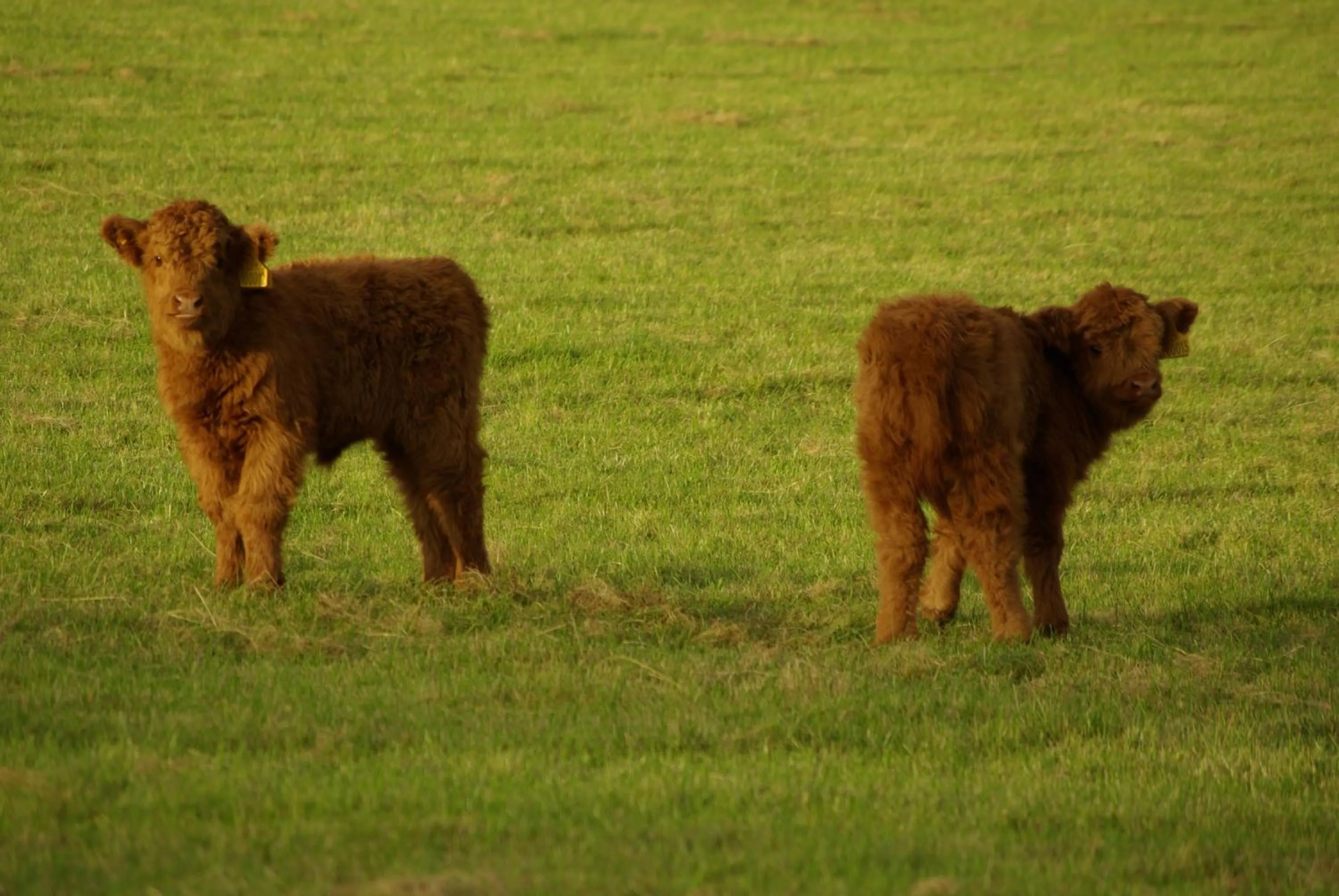 Animals in Craigadam Country House Hotel