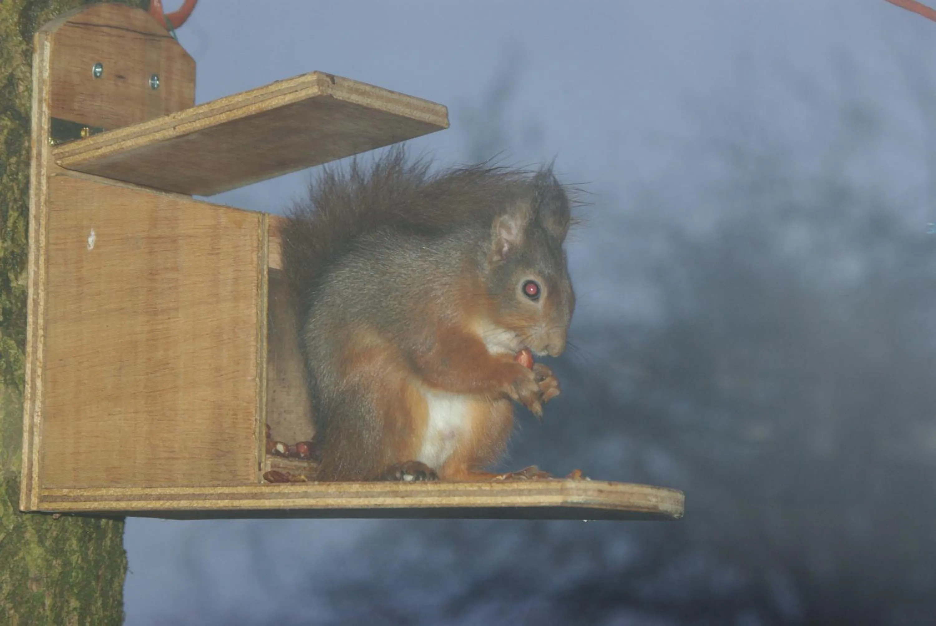 Animals in Craigadam Country House Hotel
