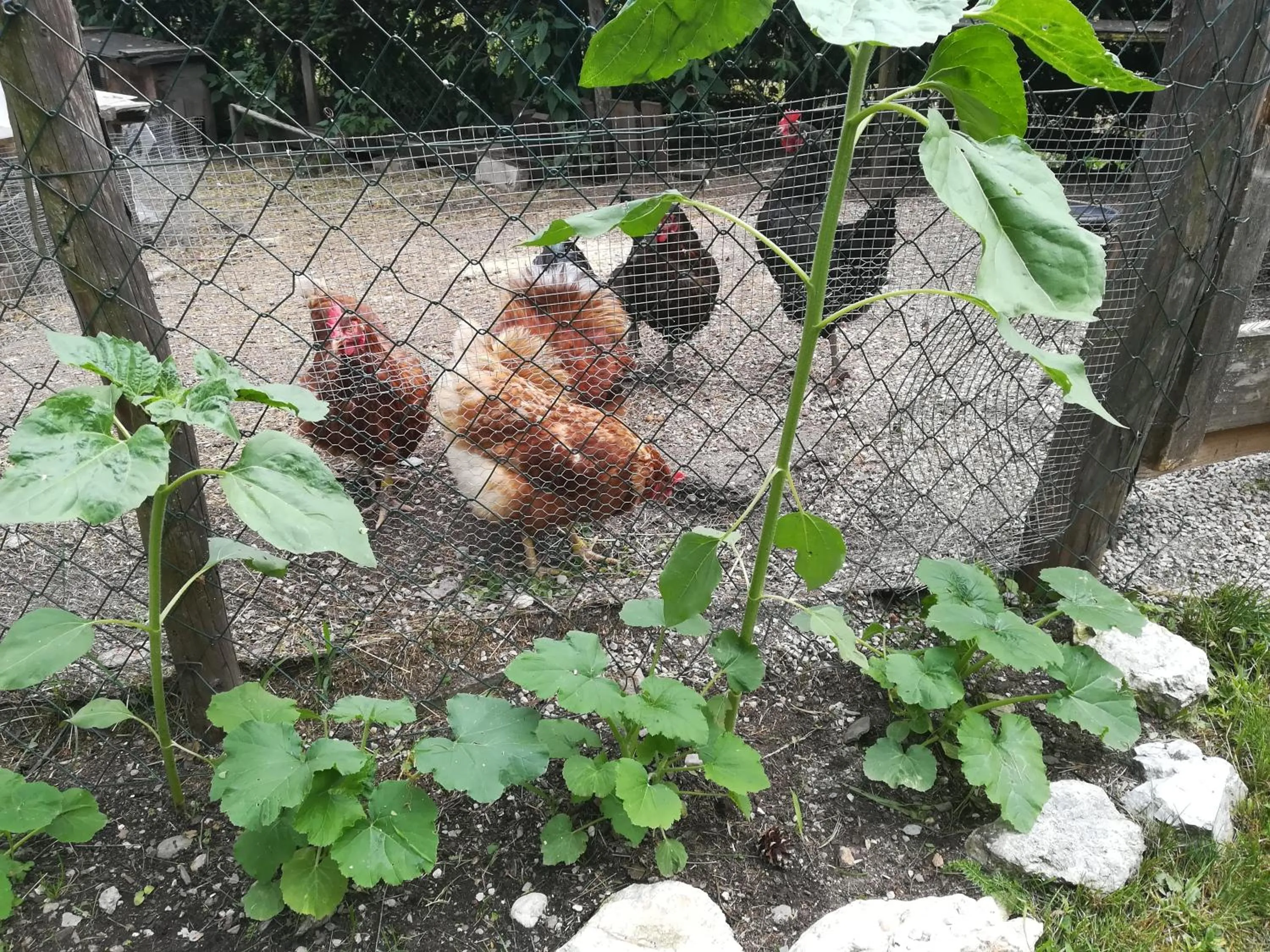 Mühlnerhof Familie Gruber