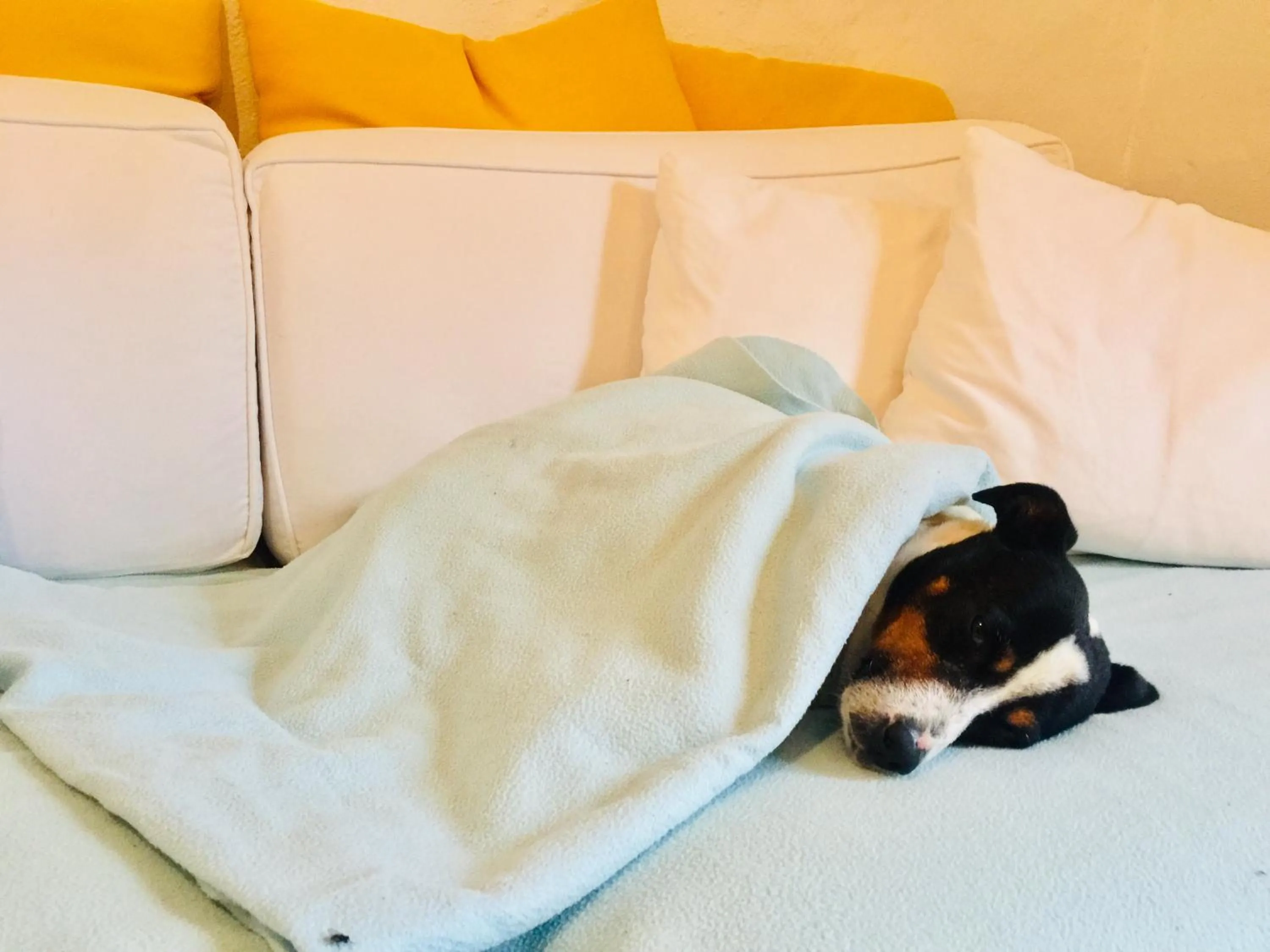 Pets, Bed in El Molino Estepona