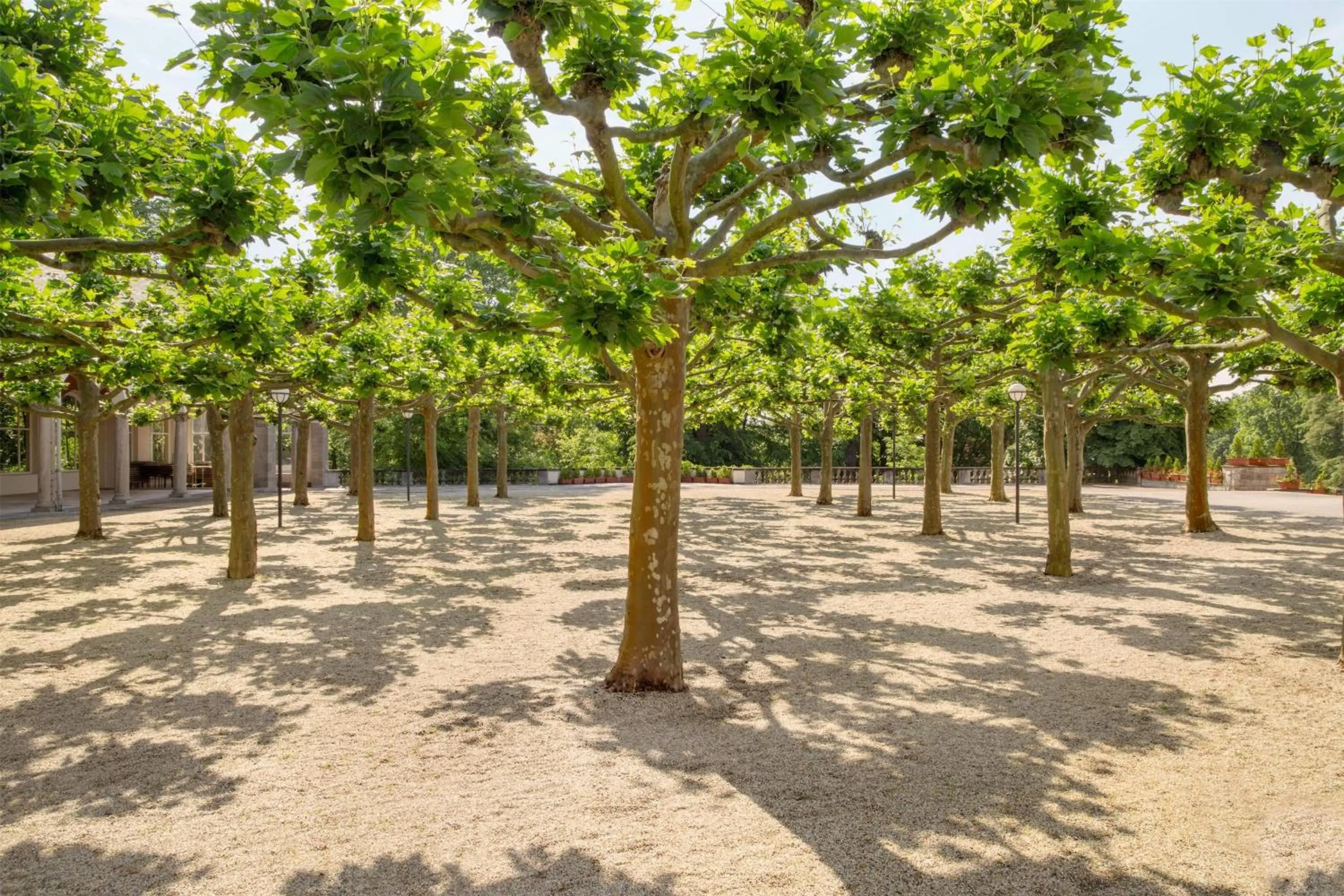 Balcony/Terrace in Dolce by Wyndham Bad Nauheim