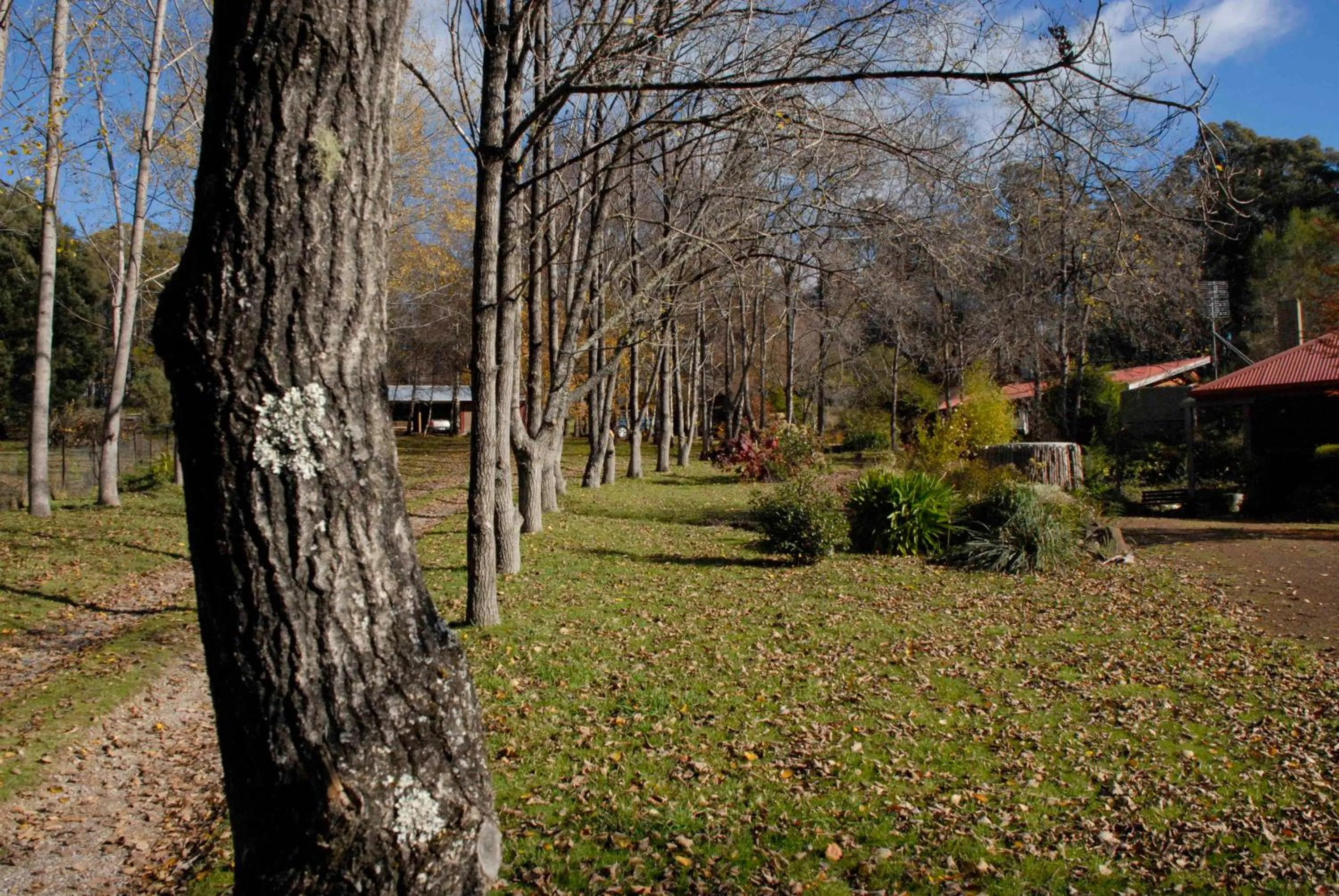 Garden in Birdwing Bed and Breakfast Weegena