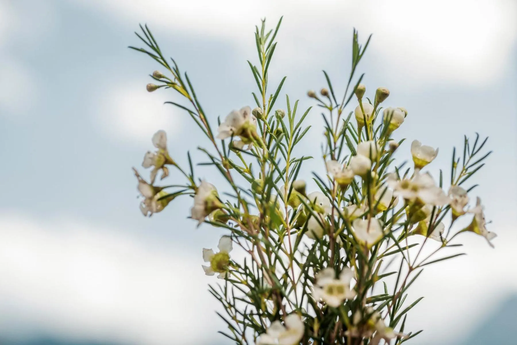 Emma's kleines Hotel