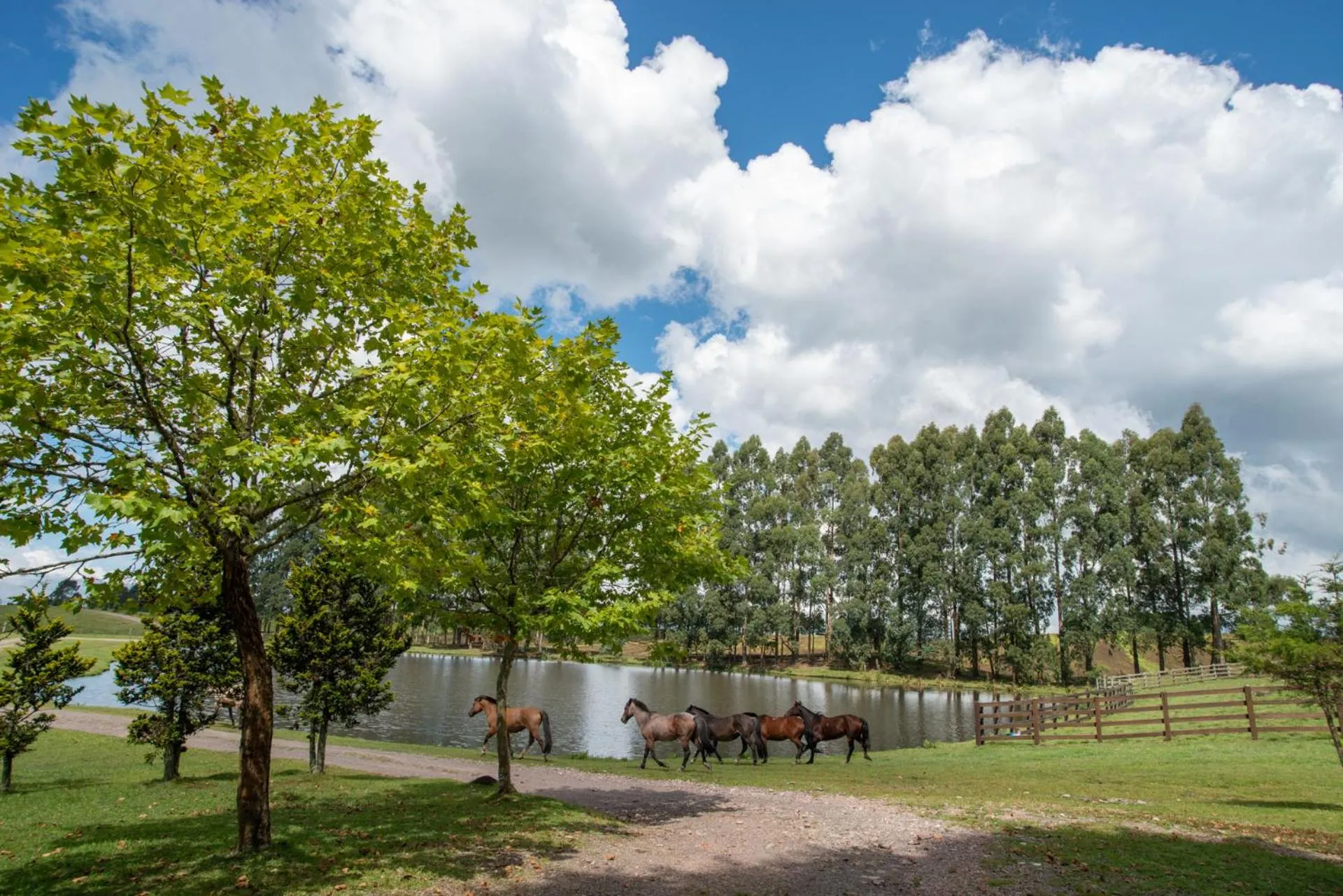 Animals in Aires de Patagonia