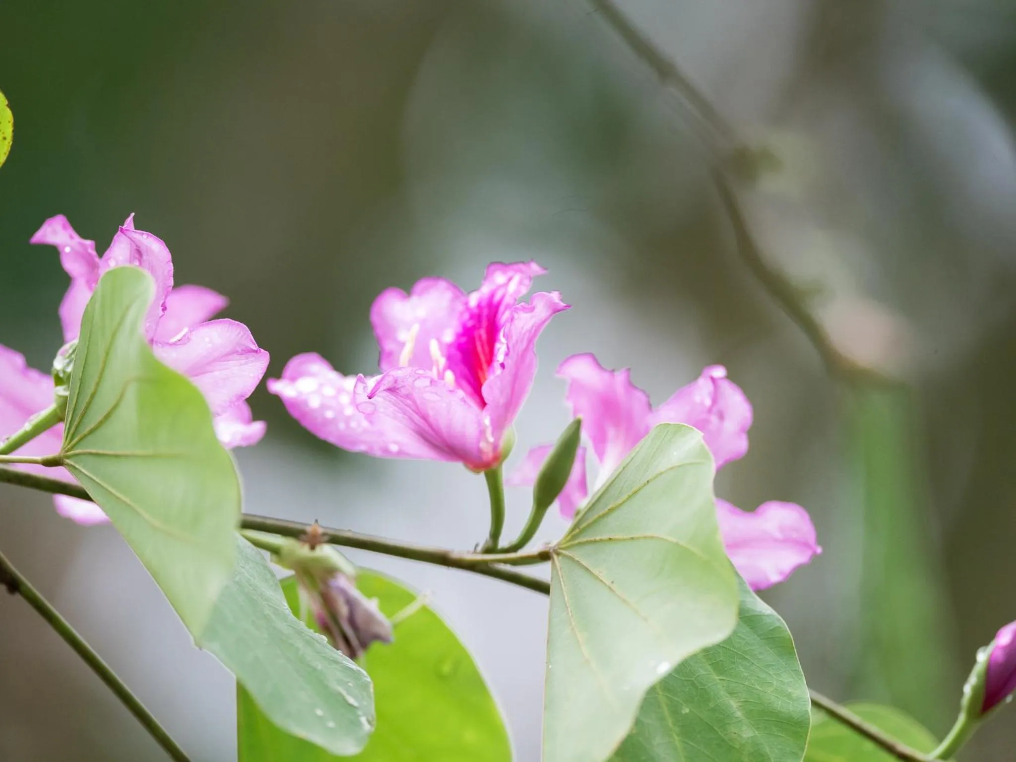Garden in Kruger Eden Lodge